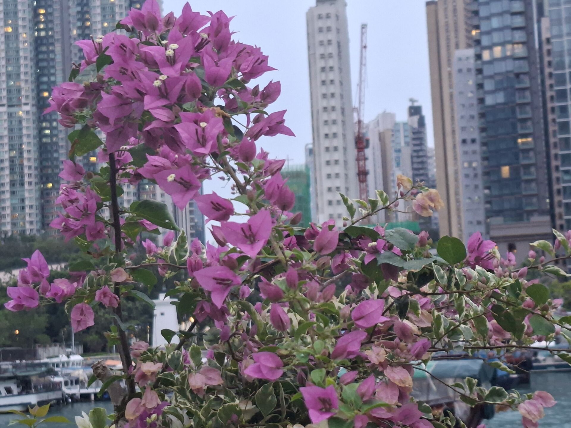 葉子花 (簕杜鵑)