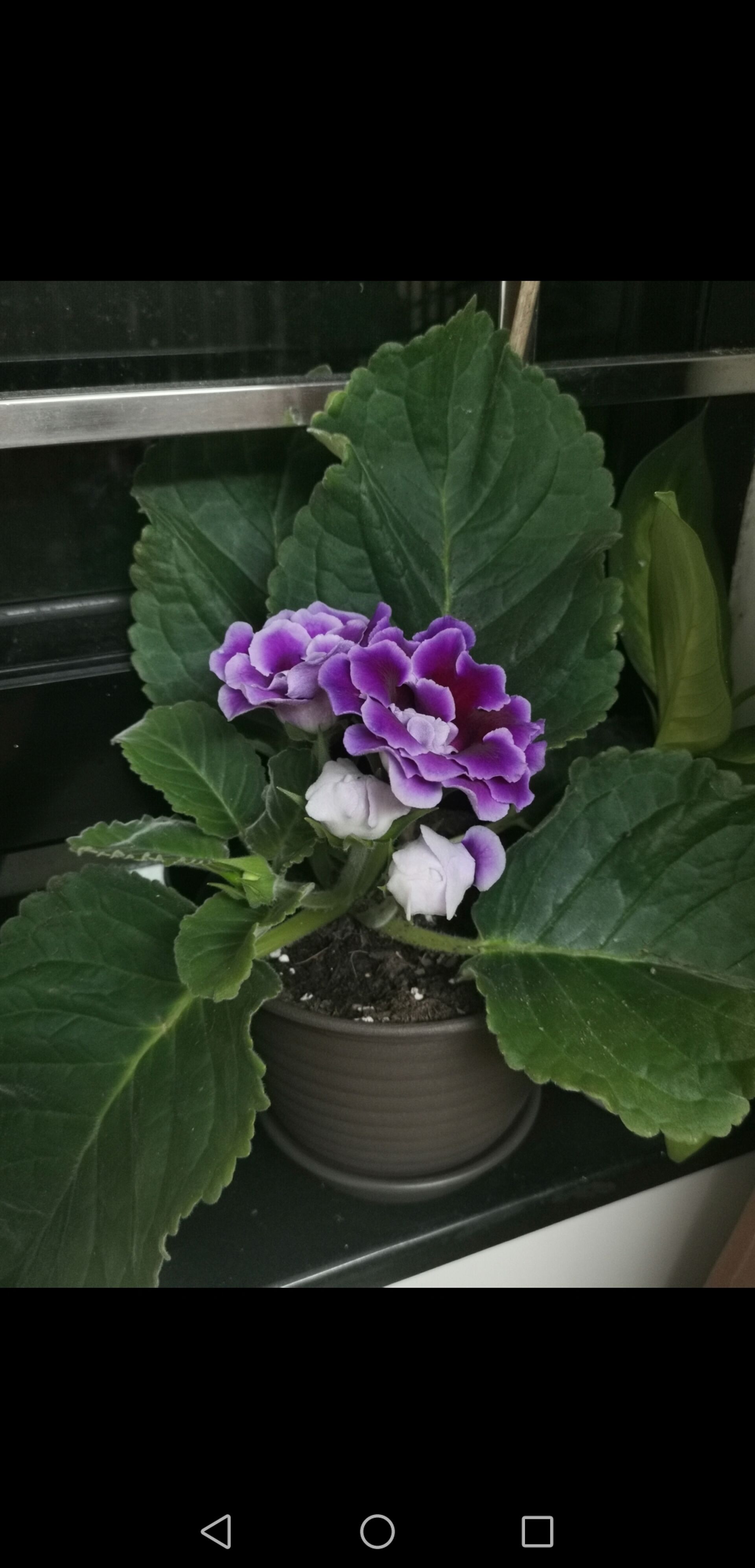 https://www.fa.gov.hk/Gloxinia (Sinningia speciosa)