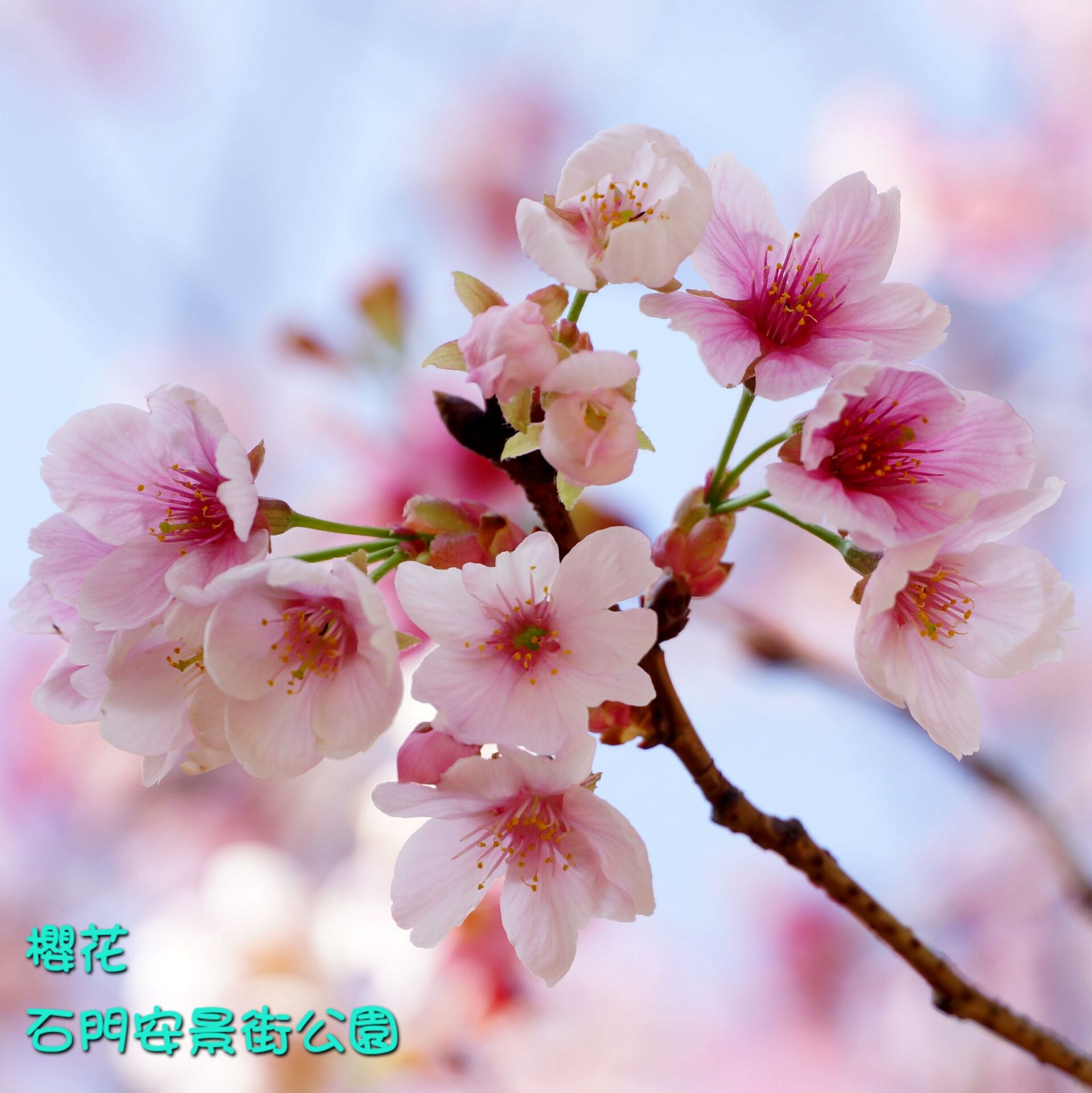 https://www.fa.gov.hk/櫻花