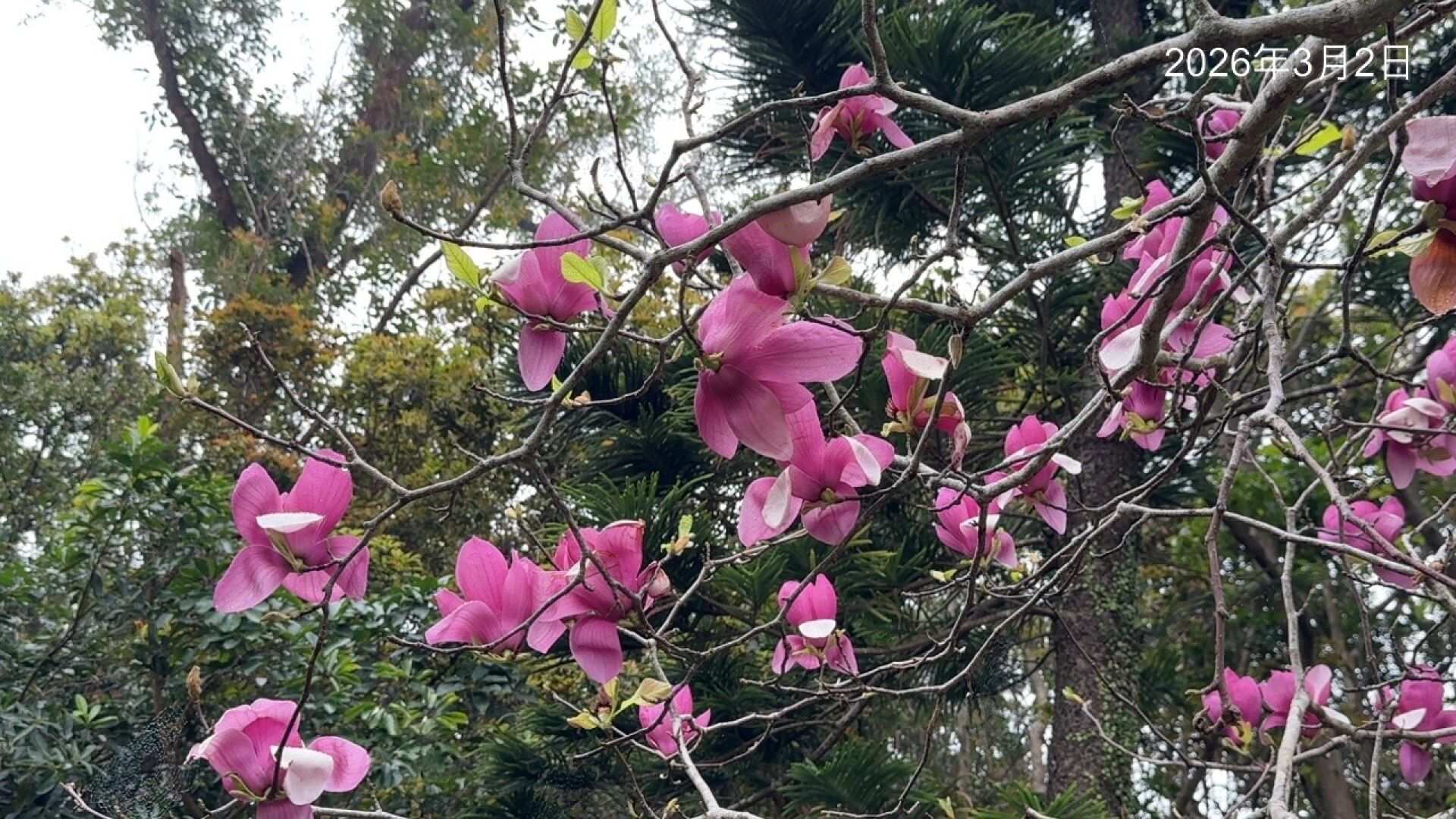 https://www.fa.gov.hk/二喬木蘭(紫玉蘭)