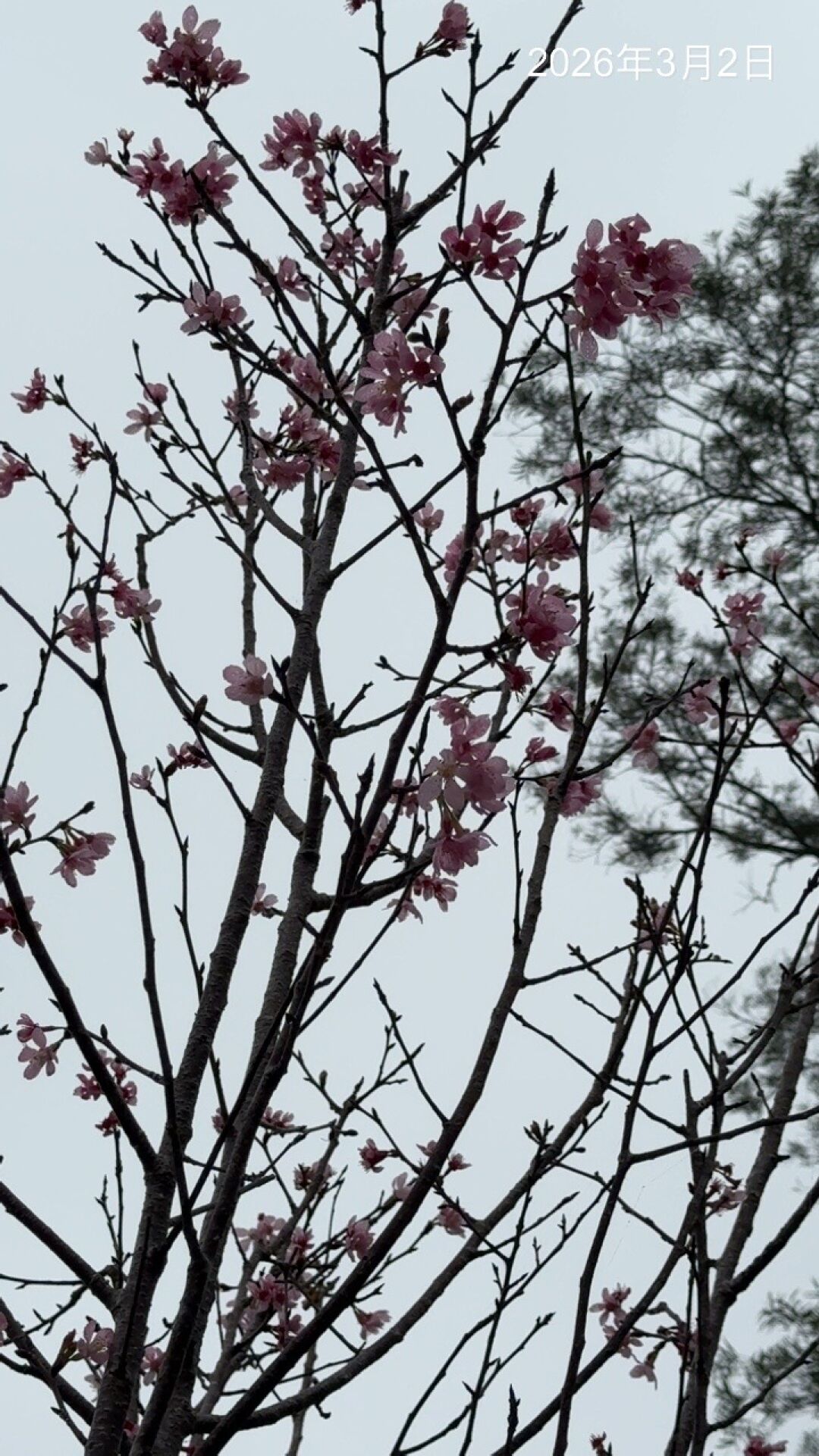 https://www.fa.gov.hk/鐘花櫻桃