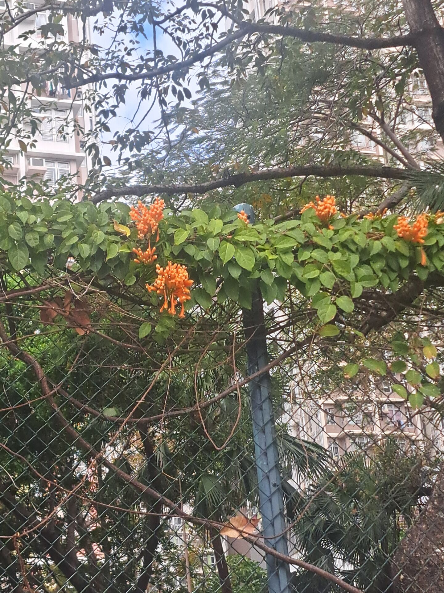 https://www.fa.gov.hk/炮仗花