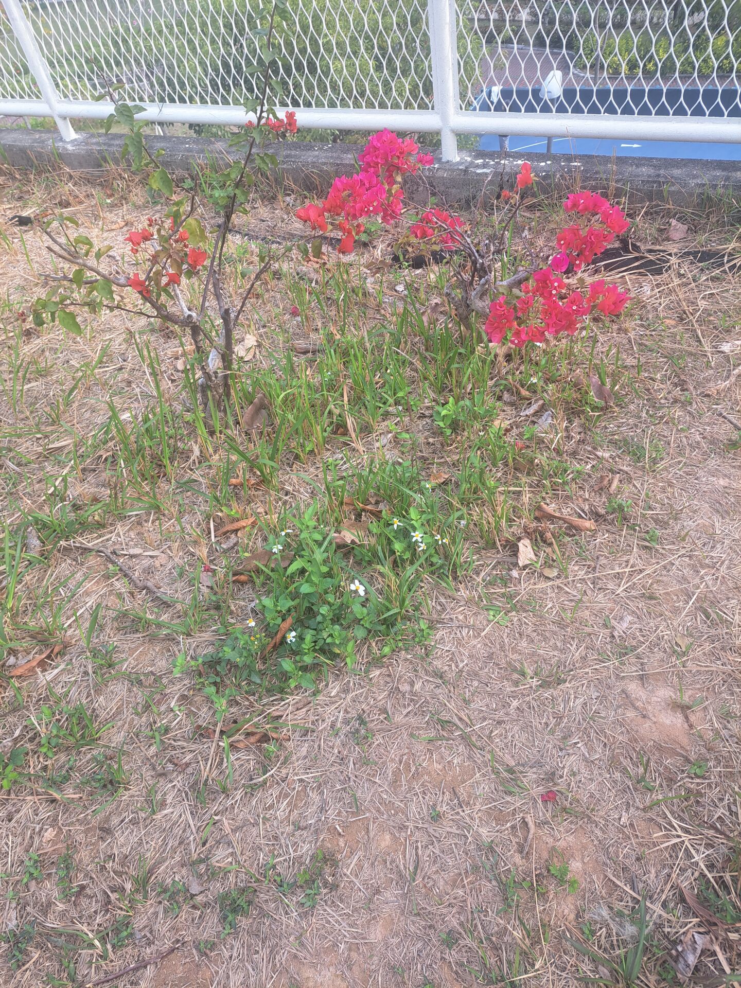 https://www.fa.gov.hk/葉子花(簕杜鵑)