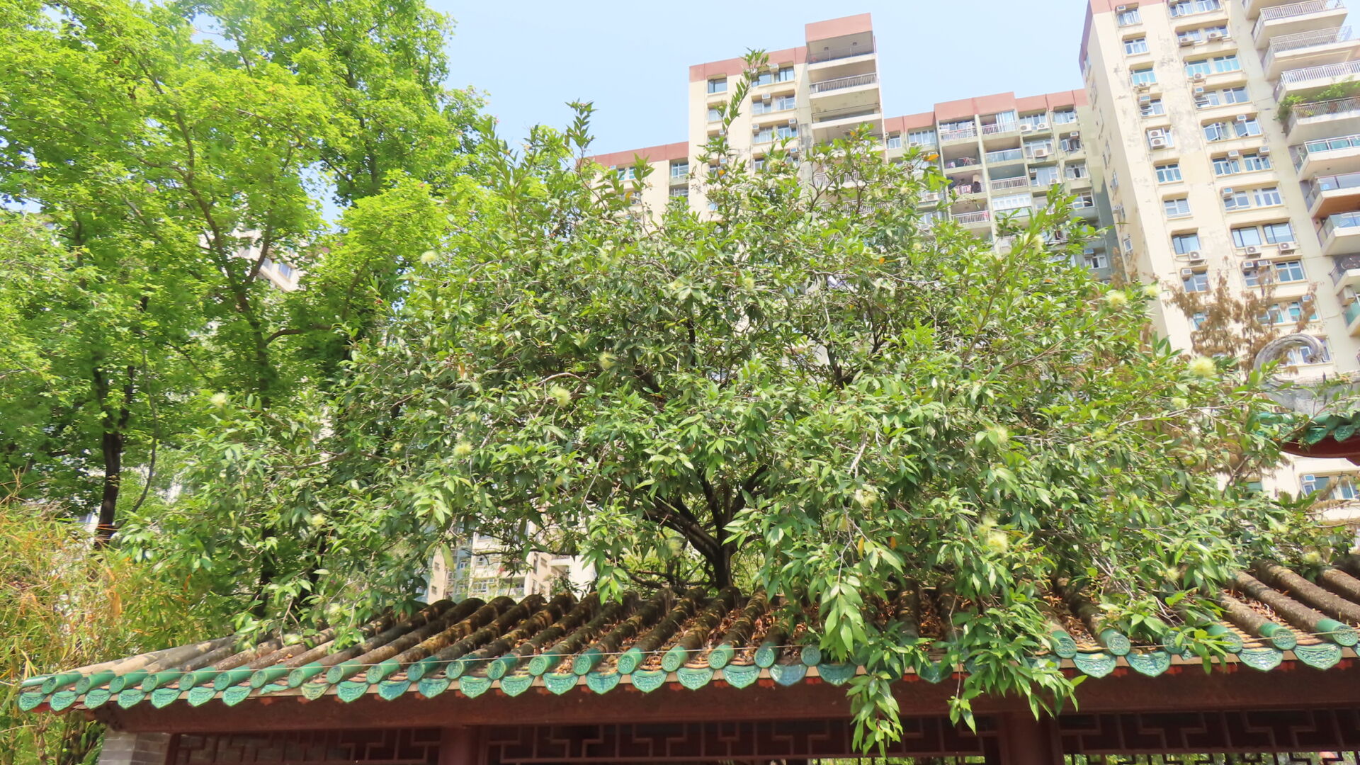 https://www.fa.gov.hk/蒲桃