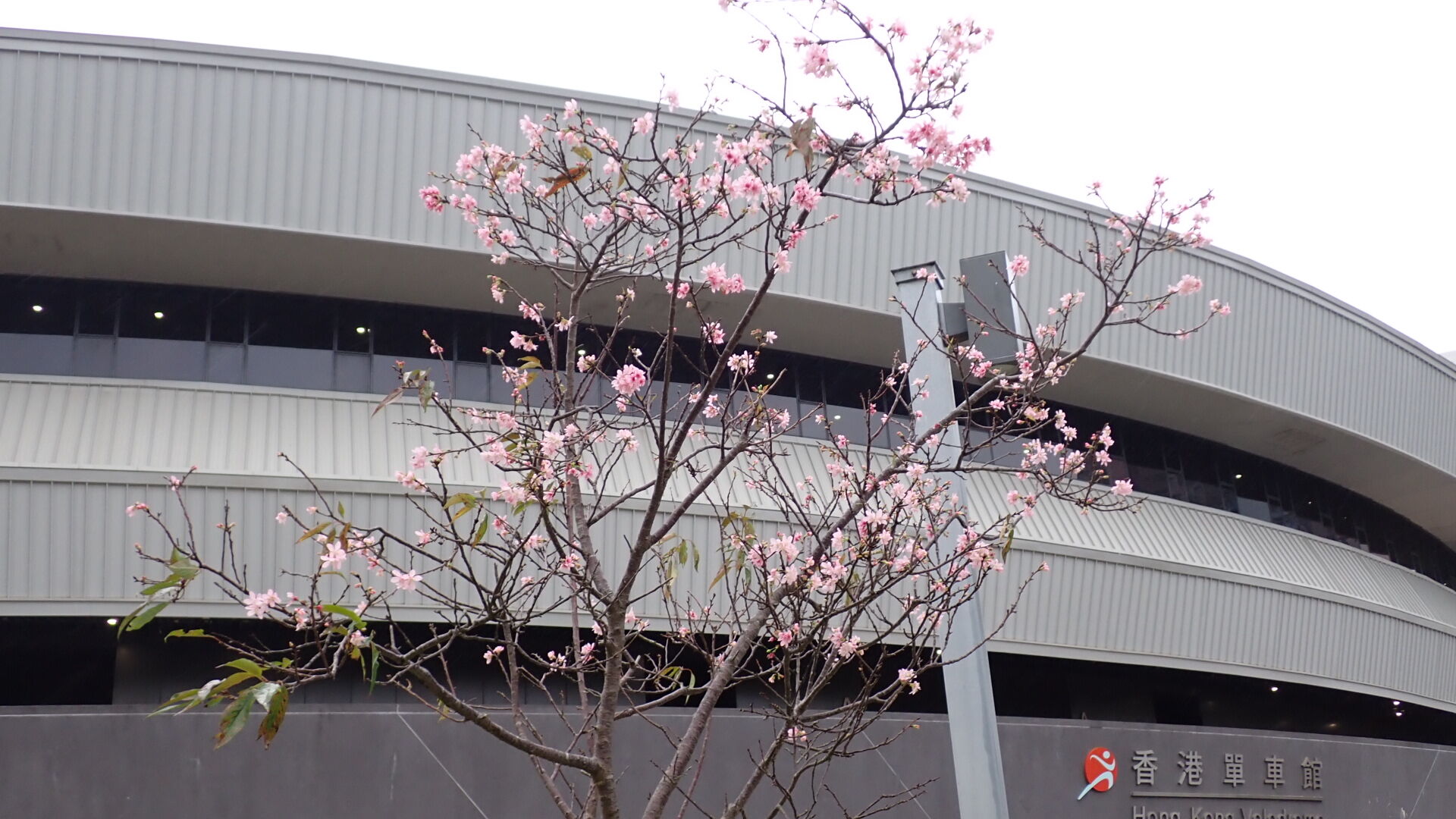 https://www.fa.gov.hk/櫻花