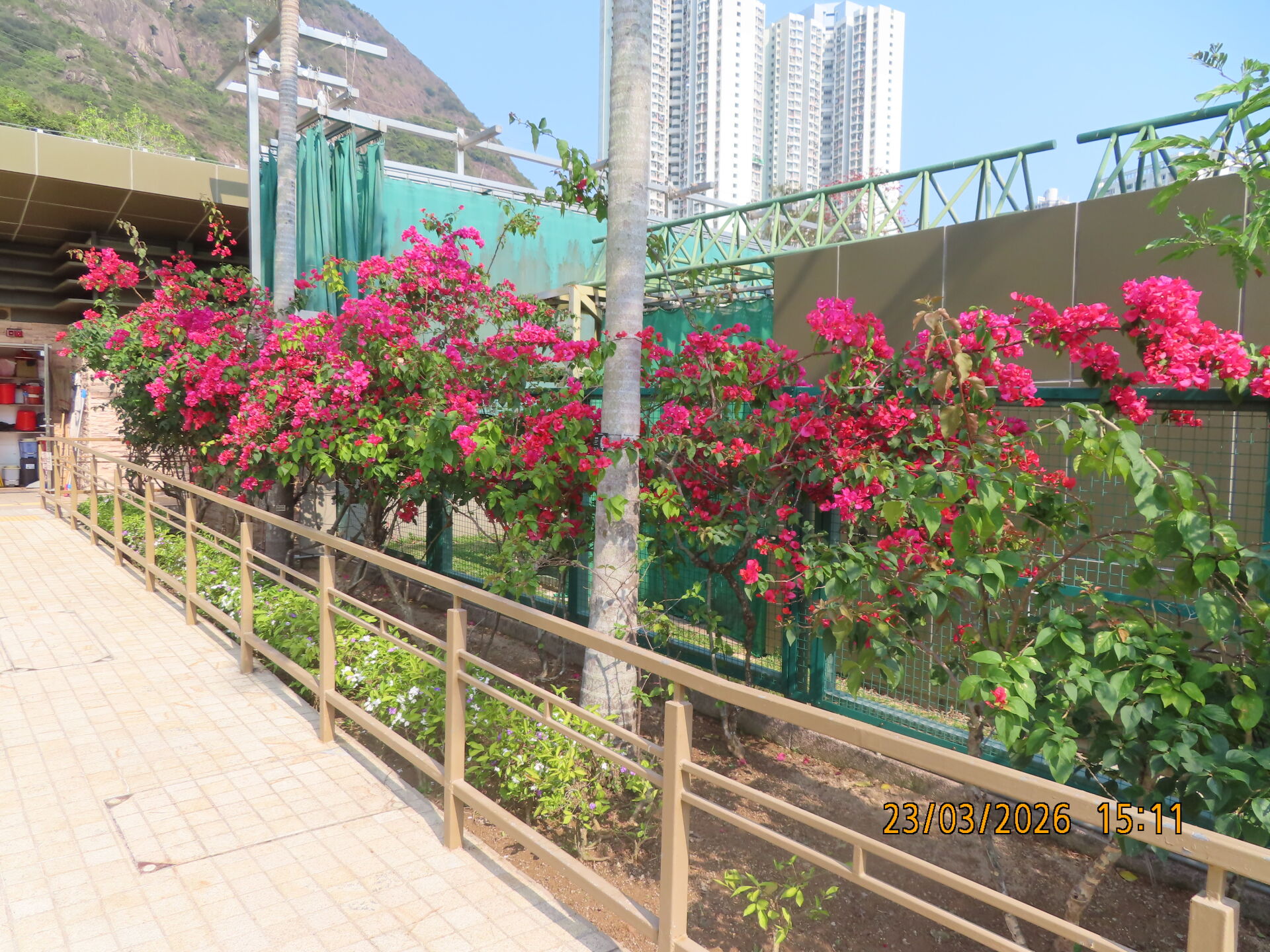 https://www.fa.gov.hk/葉子花(簕杜鵑)