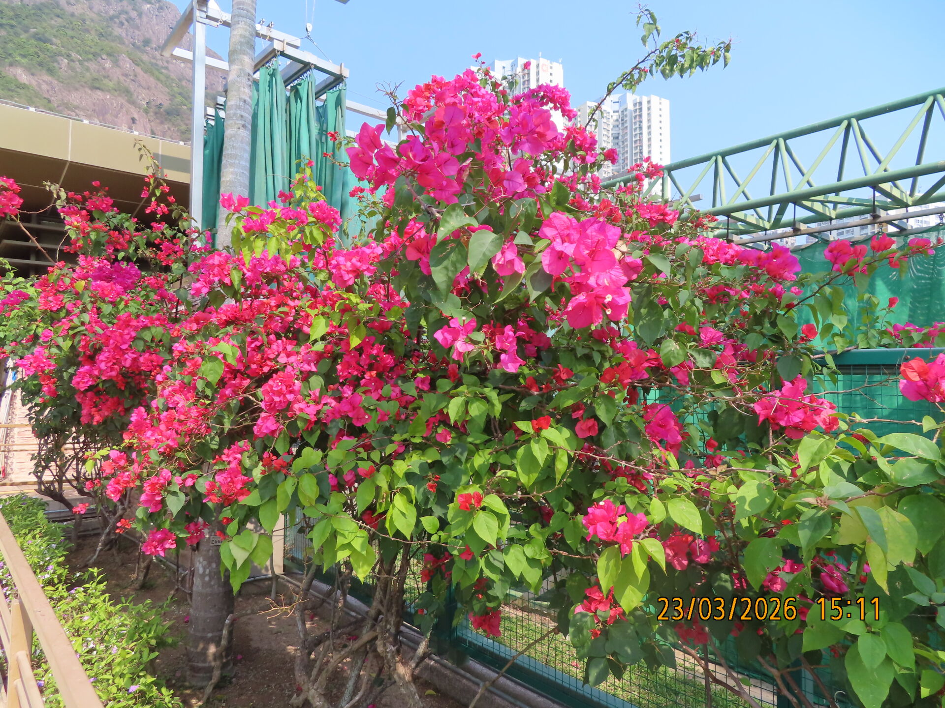 https://www.fa.gov.hk/葉子花(簕杜鵑)