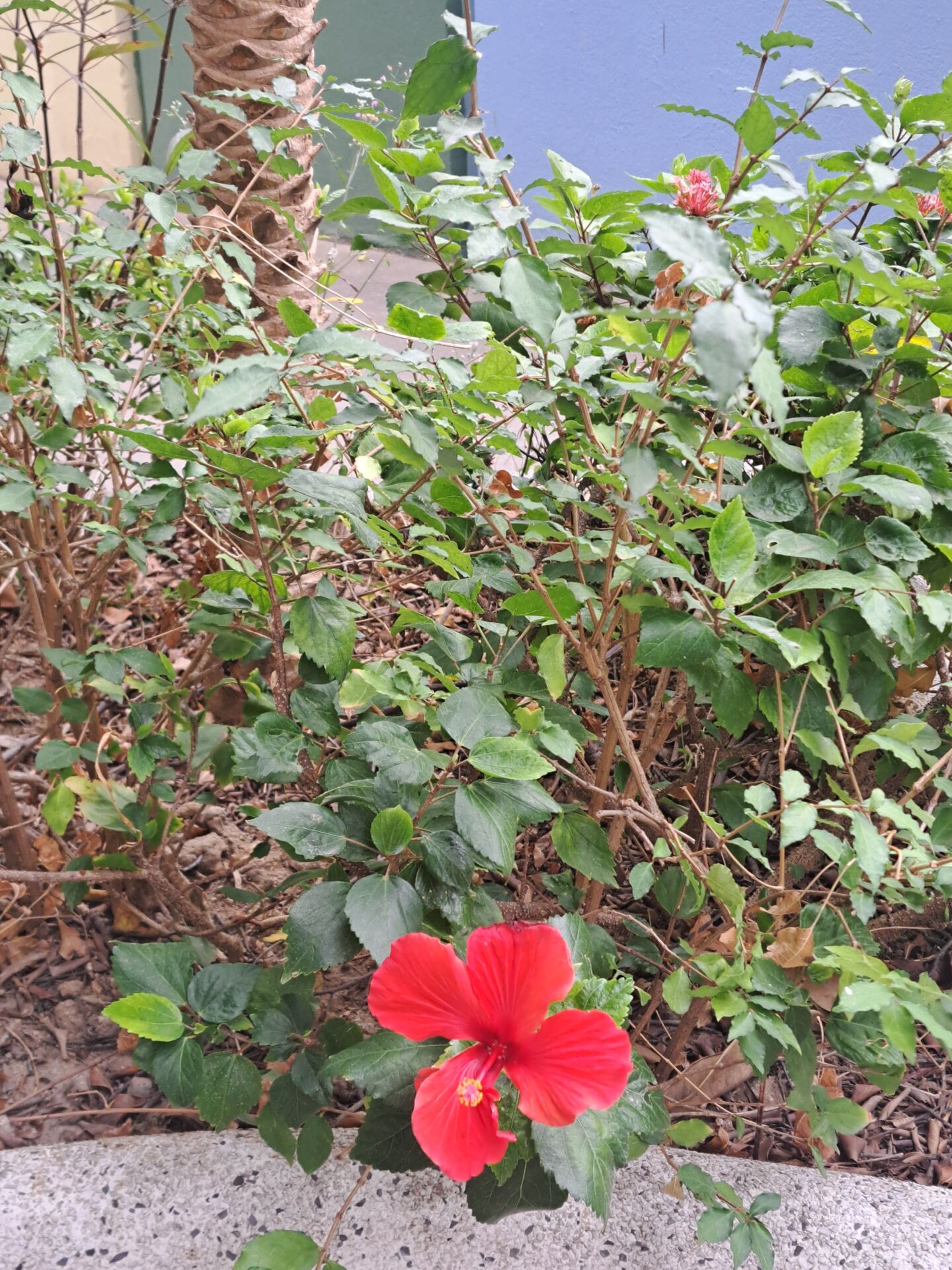 https://www.fa.gov.hk/朱槿(扶桑、大紅花)