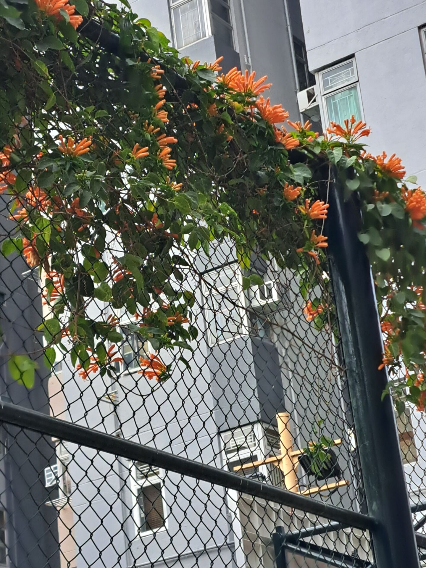 https://www.fa.gov.hk/炮仗花