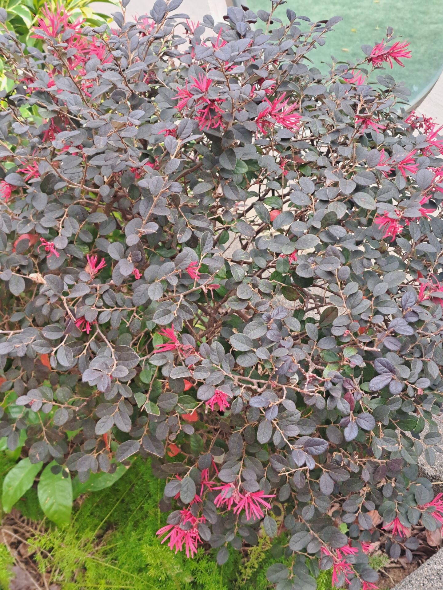 https://www.fa.gov.hk/紅花檵木