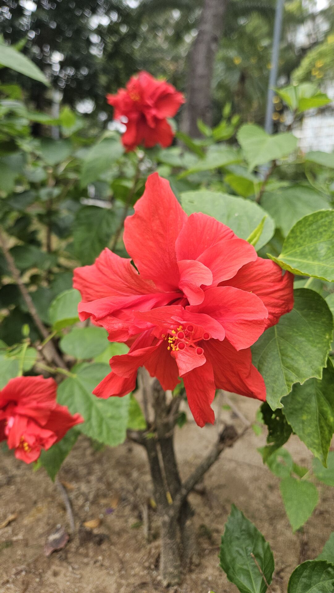 https://www.fa.gov.hk/朱槿(扶桑、大紅花)