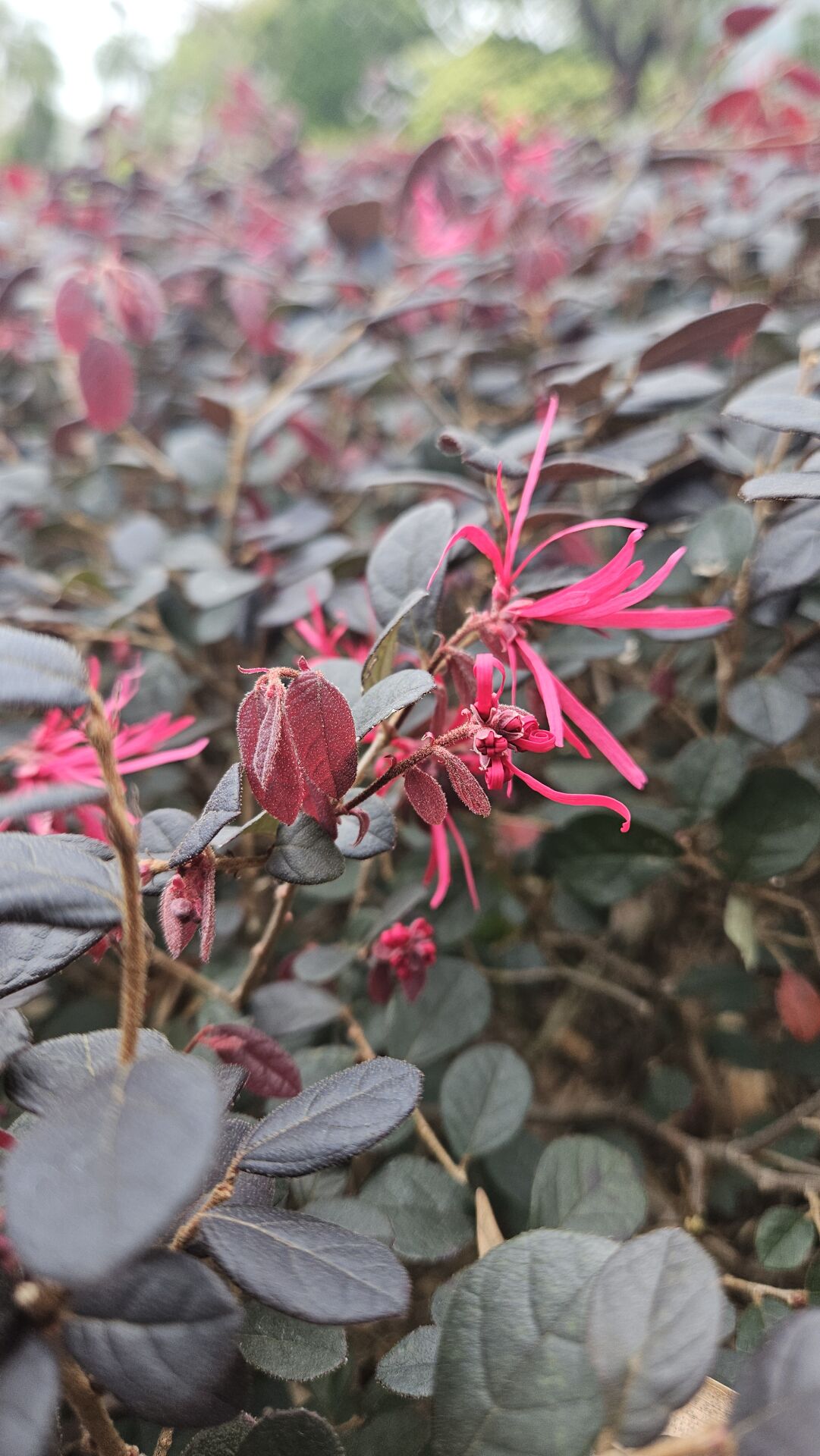 https://www.fa.gov.hk/紅花檵木