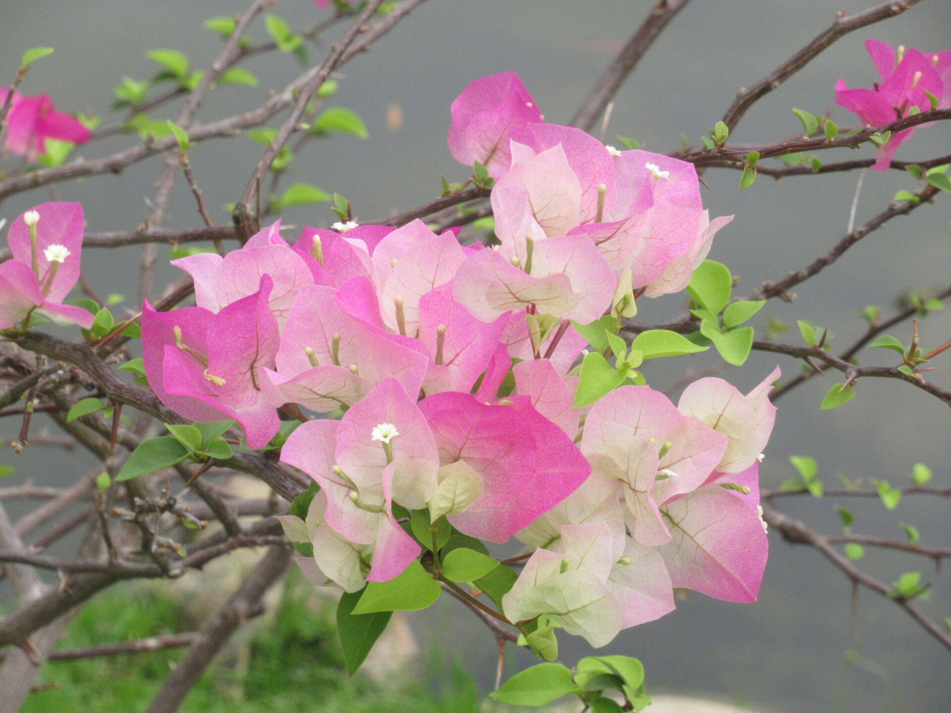 https://www.fa.gov.hk/葉子花(簕杜鵑)