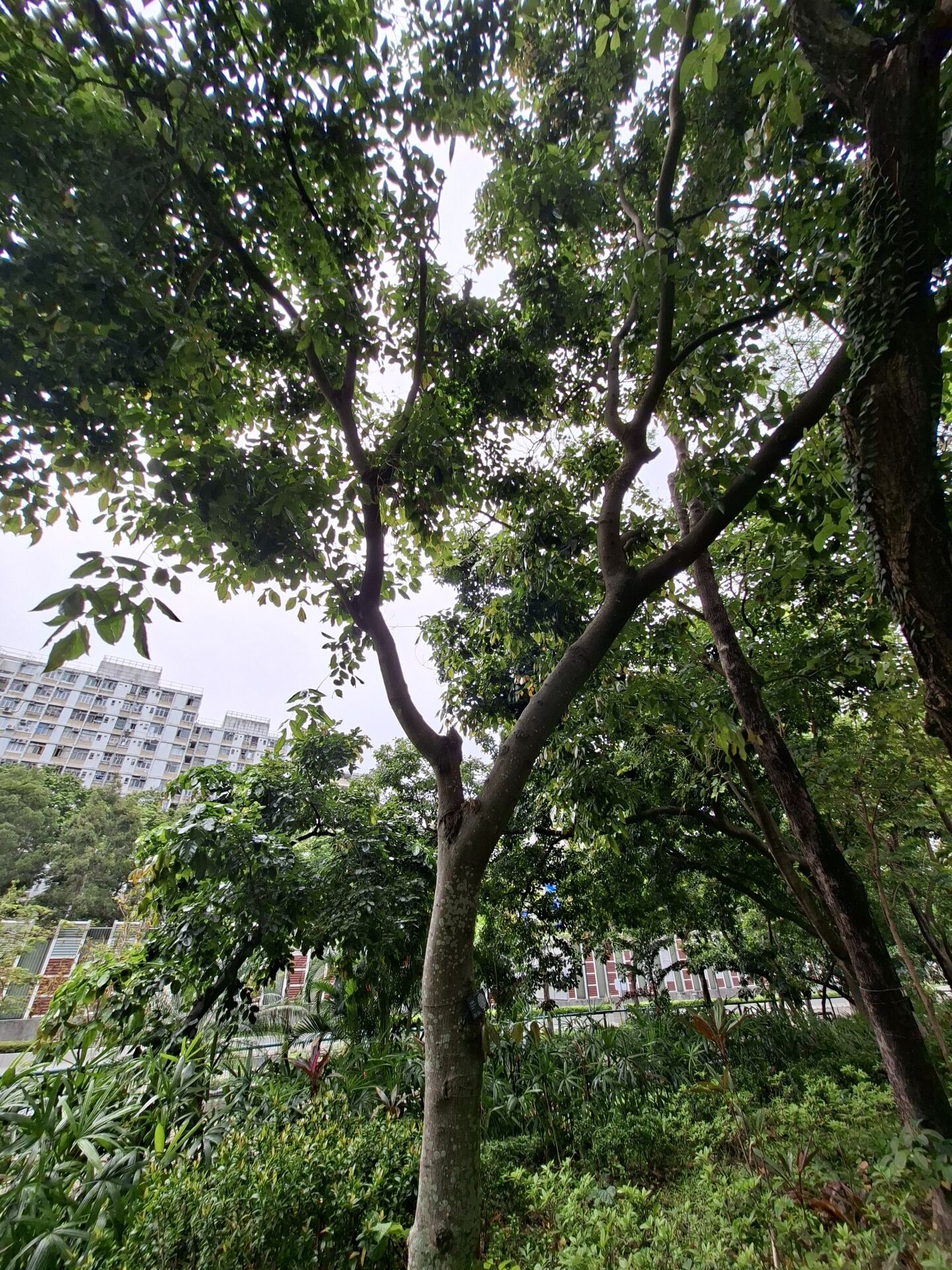 https://www.fa.gov.hk/水黃皮