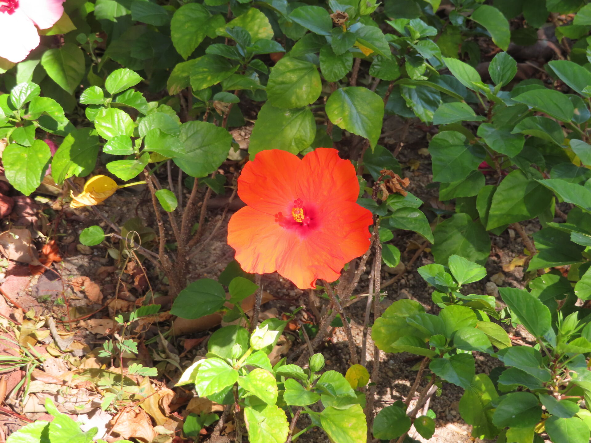 https://www.fa.gov.hk/朱槿(扶桑、大紅花)