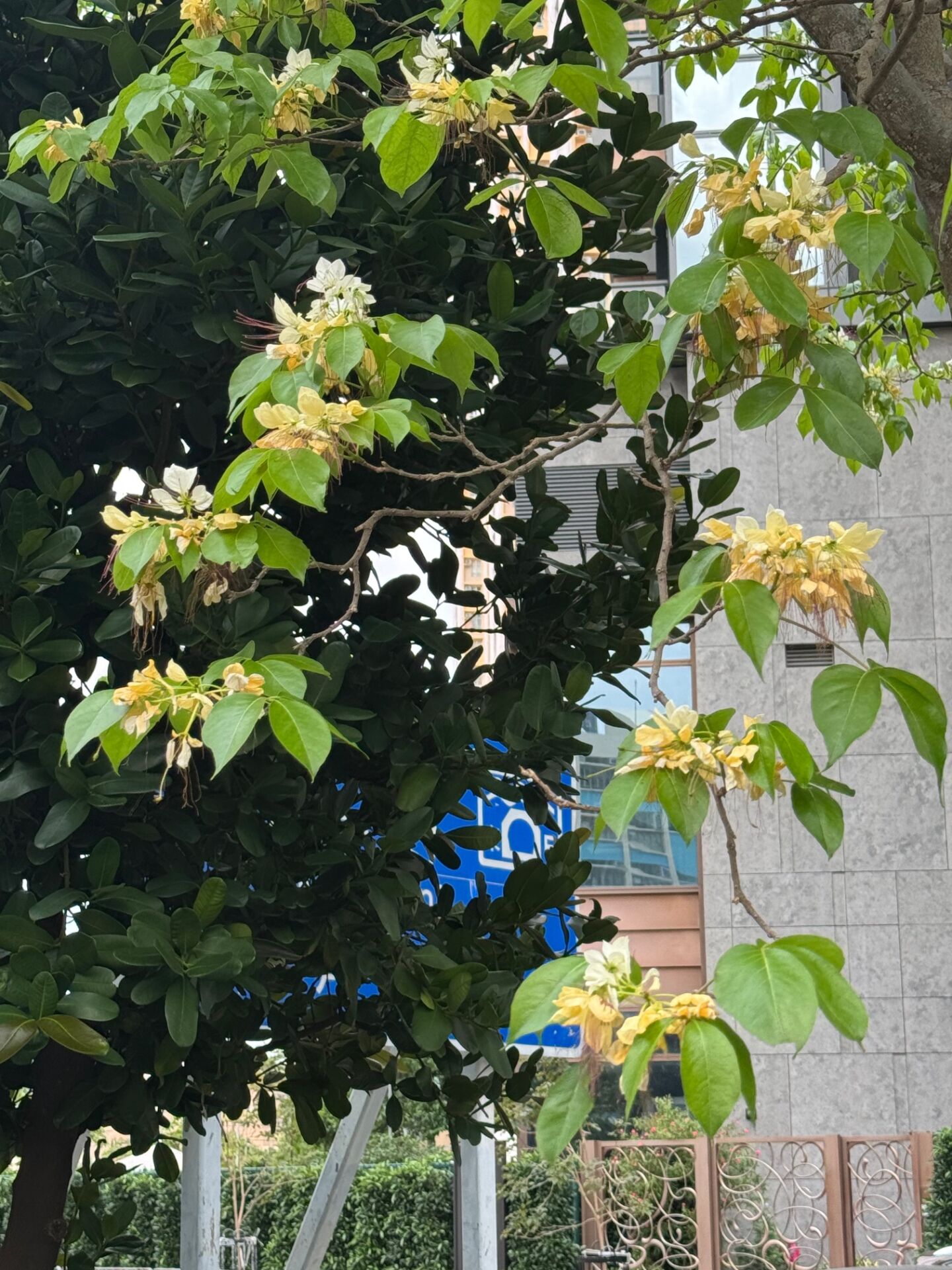 https://www.fa.gov.hk/樹頭菜(魚木)
