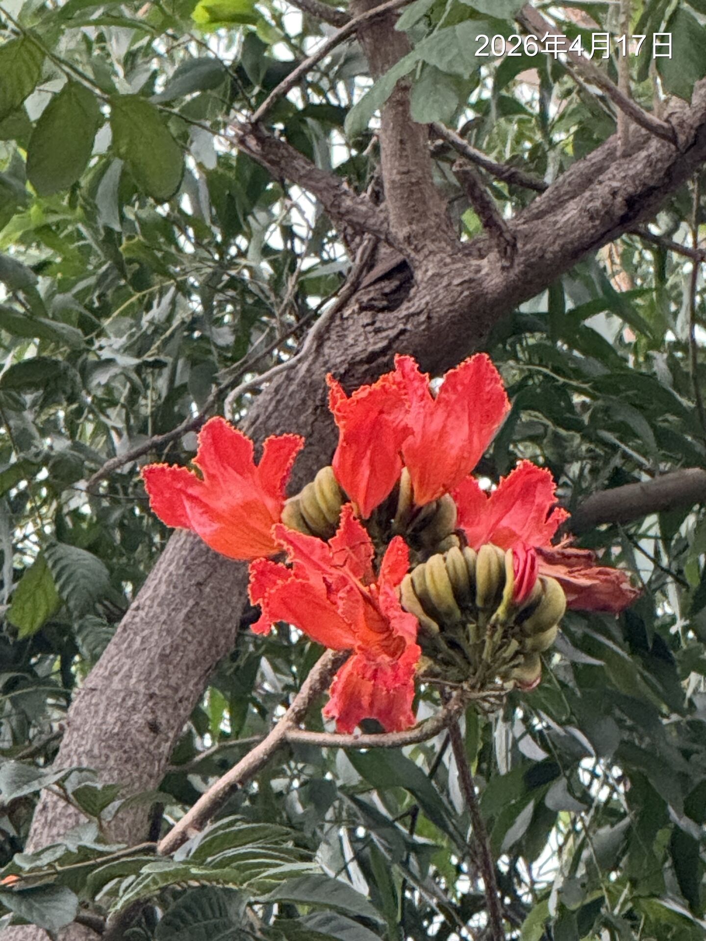 https://www.fa.gov.hk/火焰樹