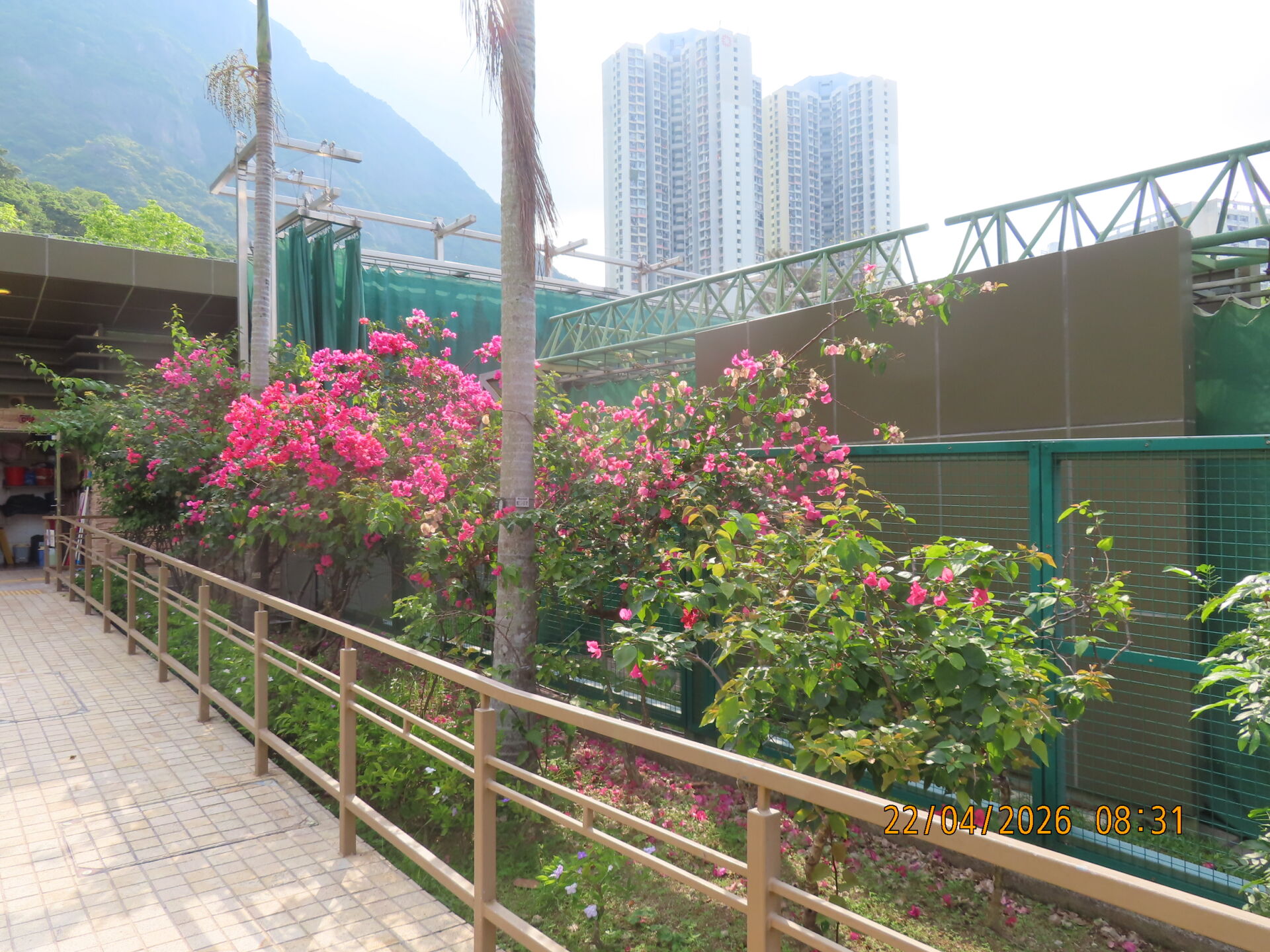 https://www.fa.gov.hk/葉子花(簕杜鵑)
