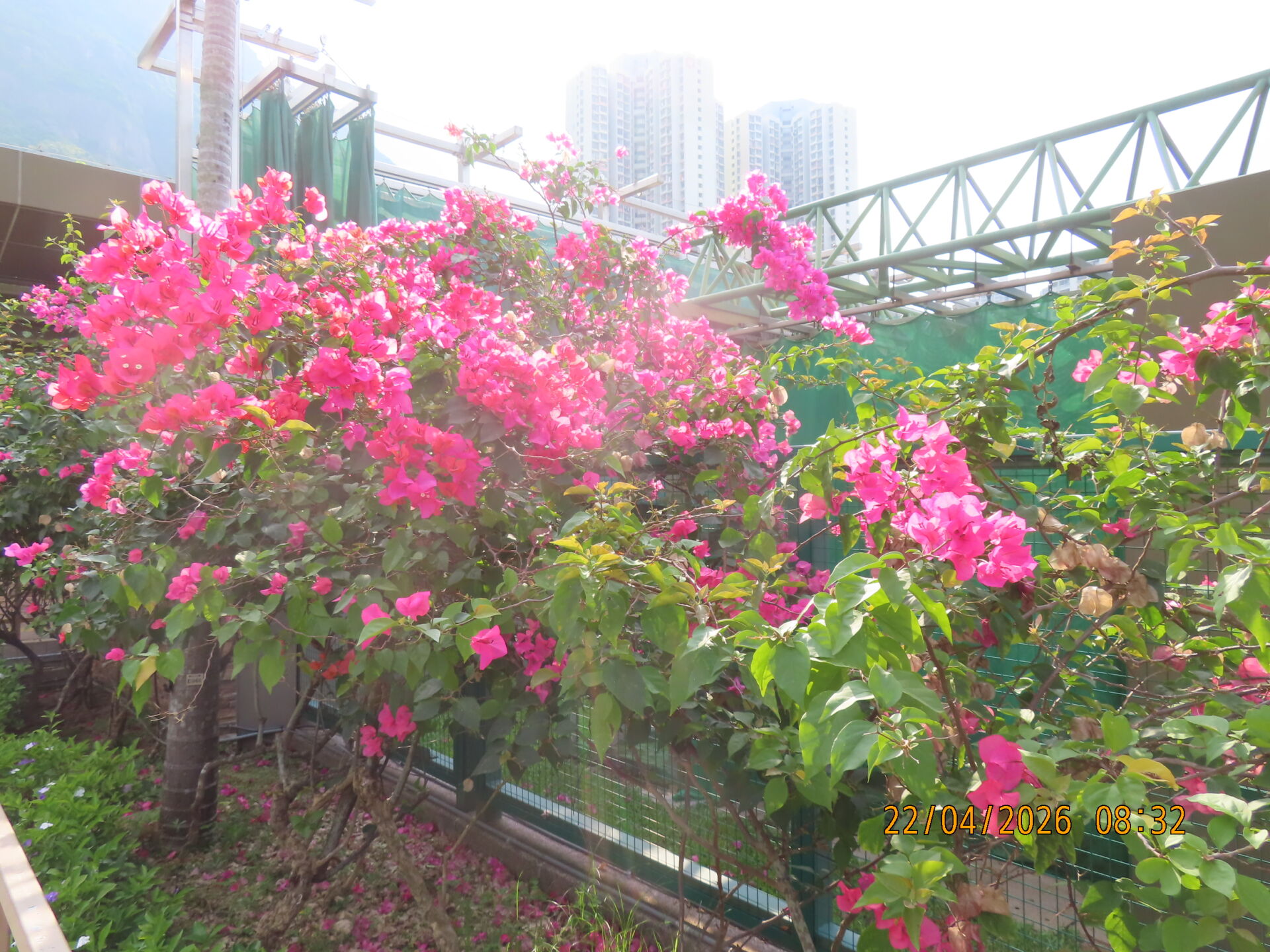 https://www.fa.gov.hk/葉子花(簕杜鵑)
