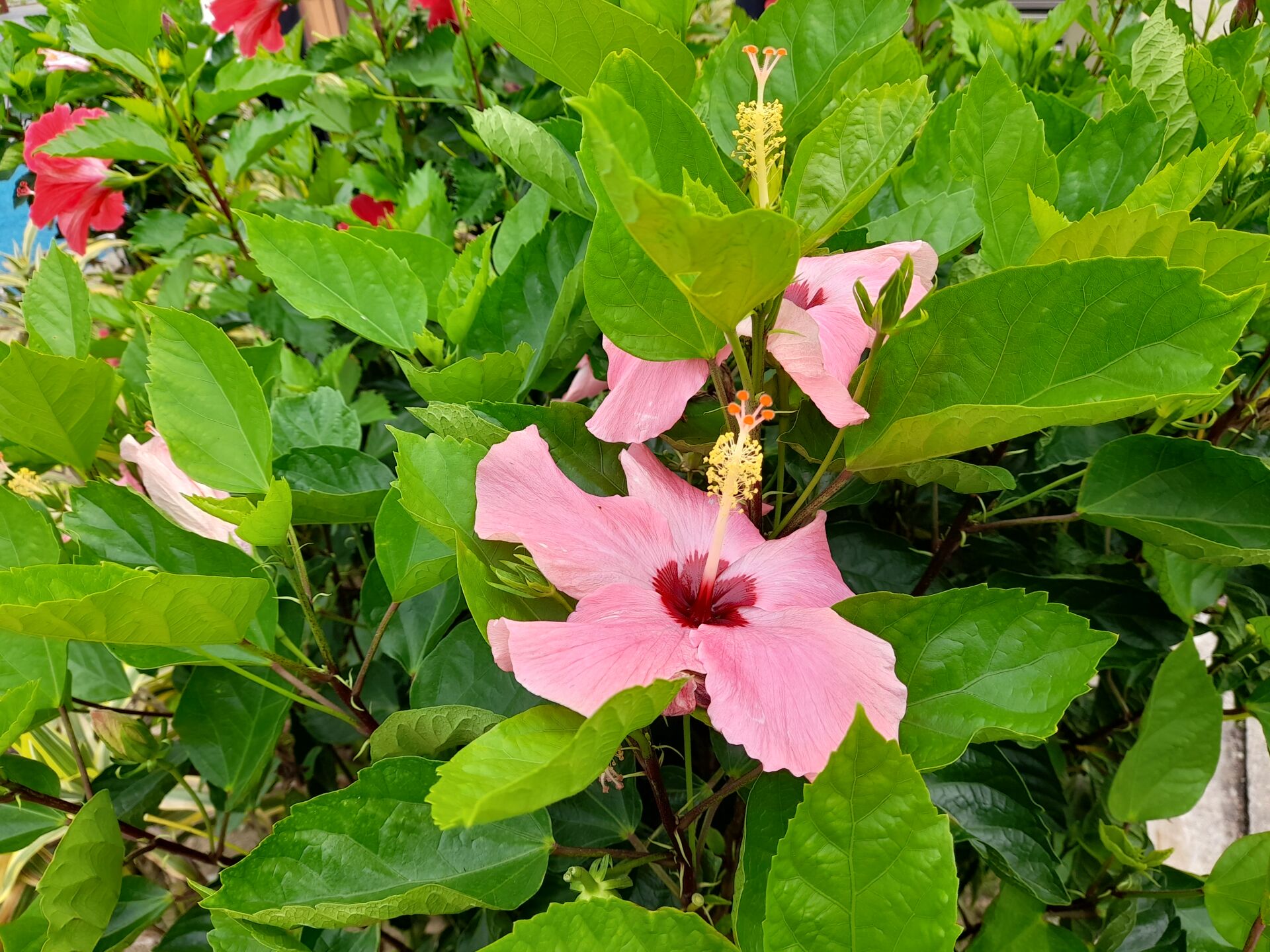 https://www.fa.gov.hk/朱槿(扶桑、大紅花)