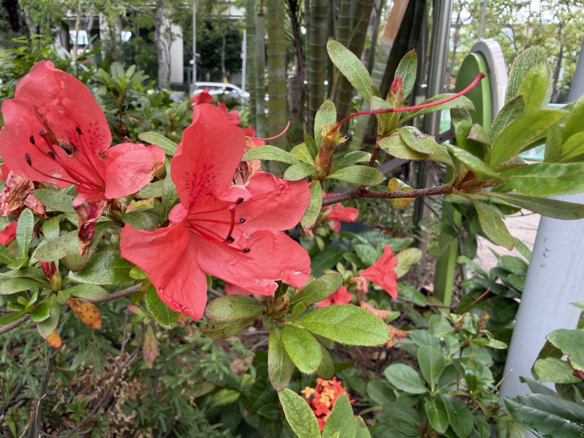 https://www.fa.gov.hk/朱槿(扶桑、大紅花)