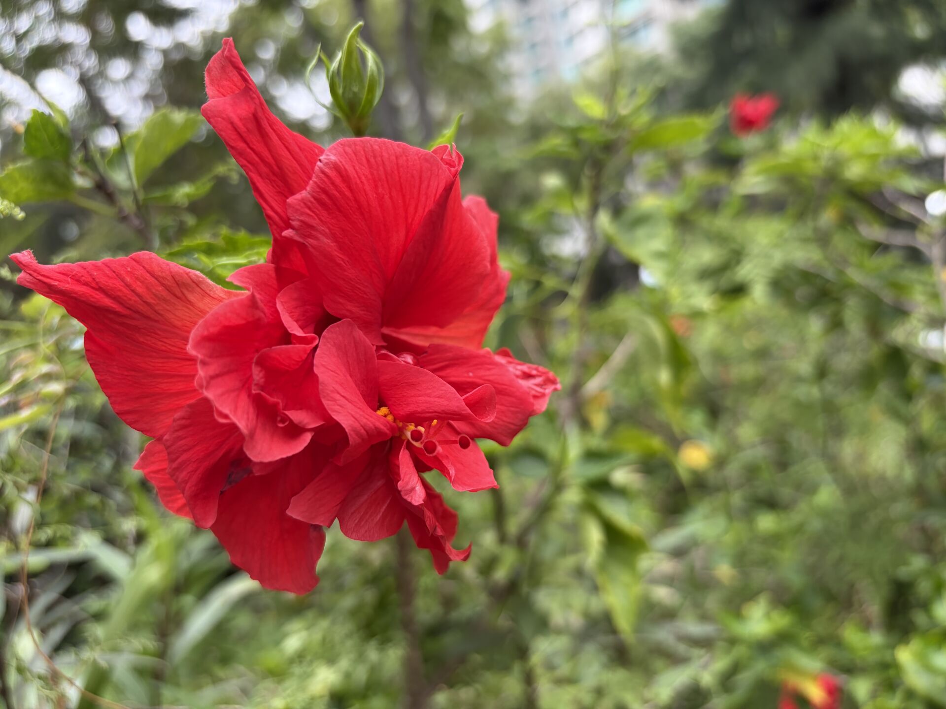 https://www.fa.gov.hk/朱槿(扶桑、大紅花)