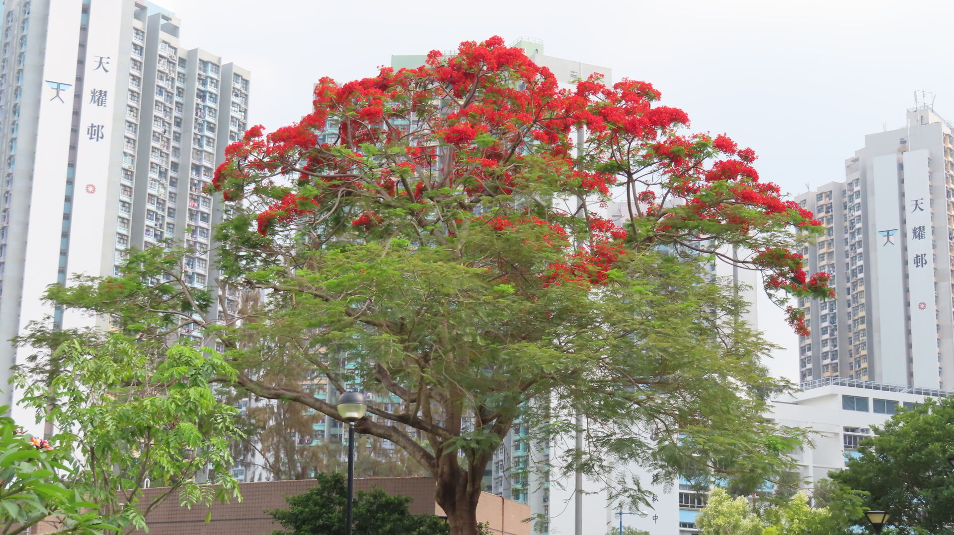 https://www.fa.gov.hk/鳳凰木