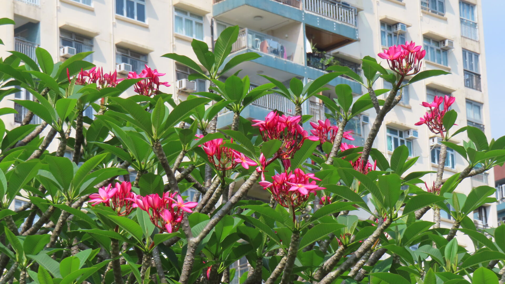 https://www.fa.gov.hk/紅雞蛋花(紅花緬梔)