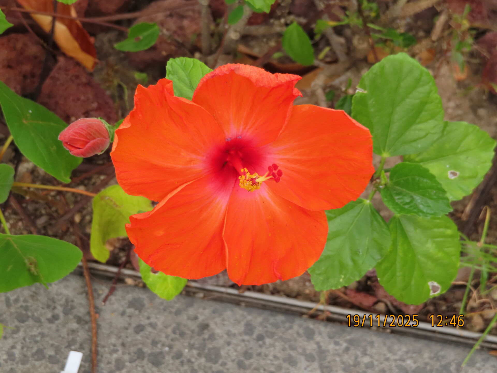 https://www.fa.gov.hk/朱槿(扶桑、大紅花)