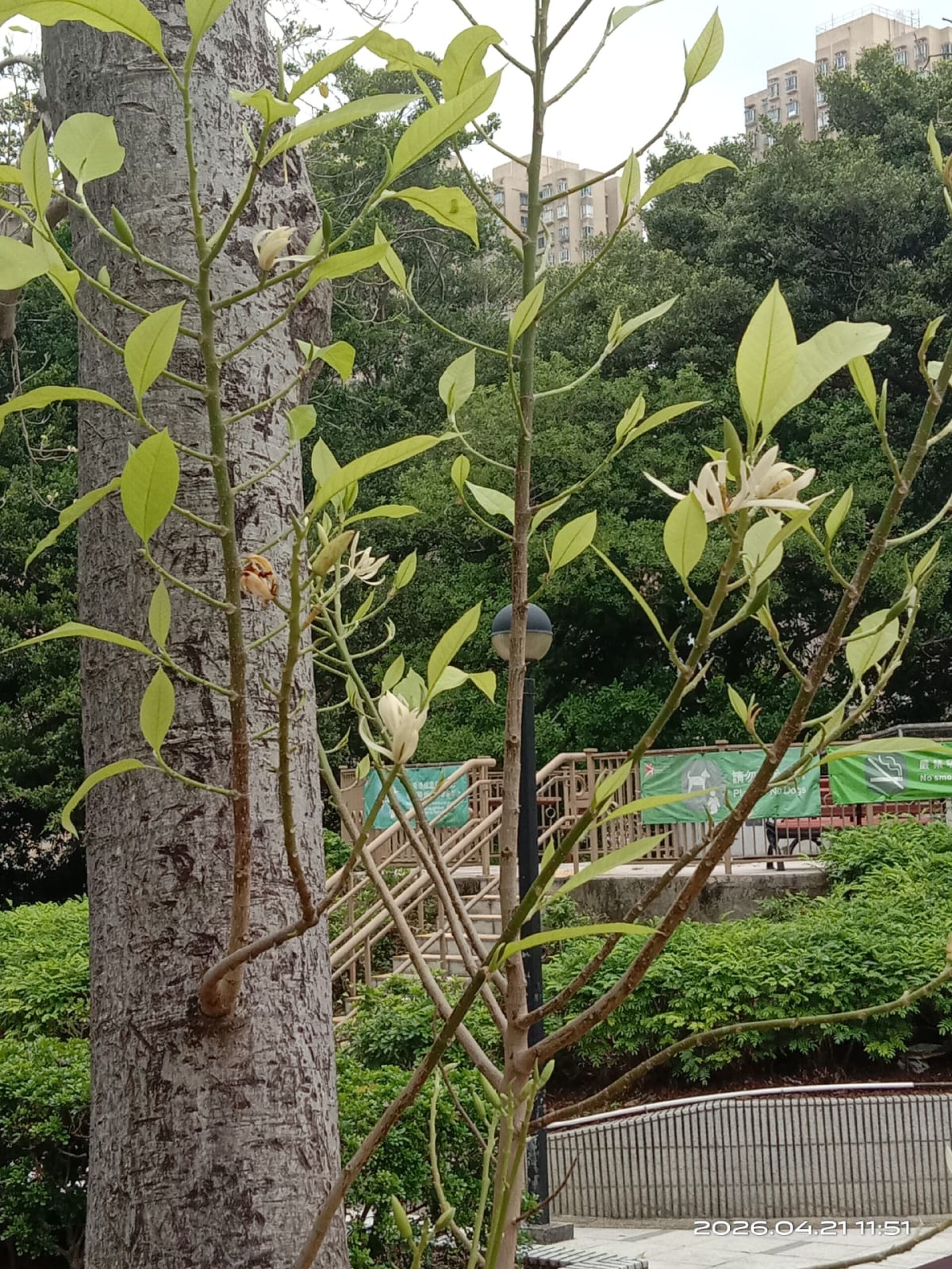 https://www.fa.gov.hk/白蘭花