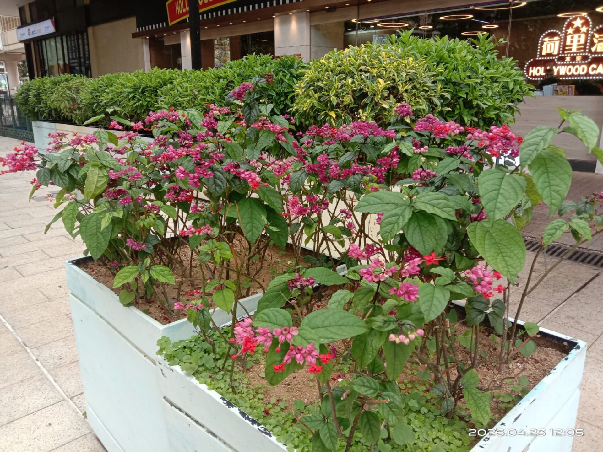 https://www.fa.gov.hk/紅萼龍吐珠