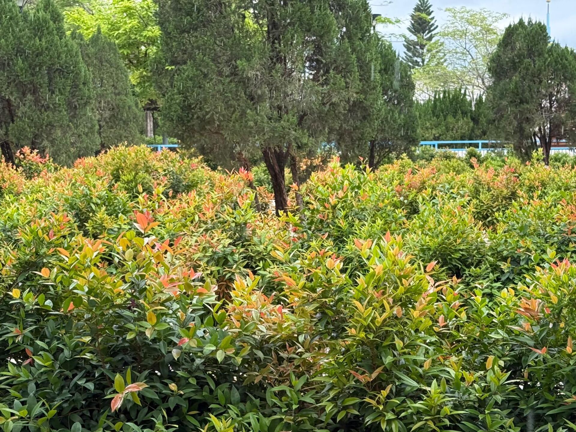 https://www.fa.gov.hk/紅芽赤楠