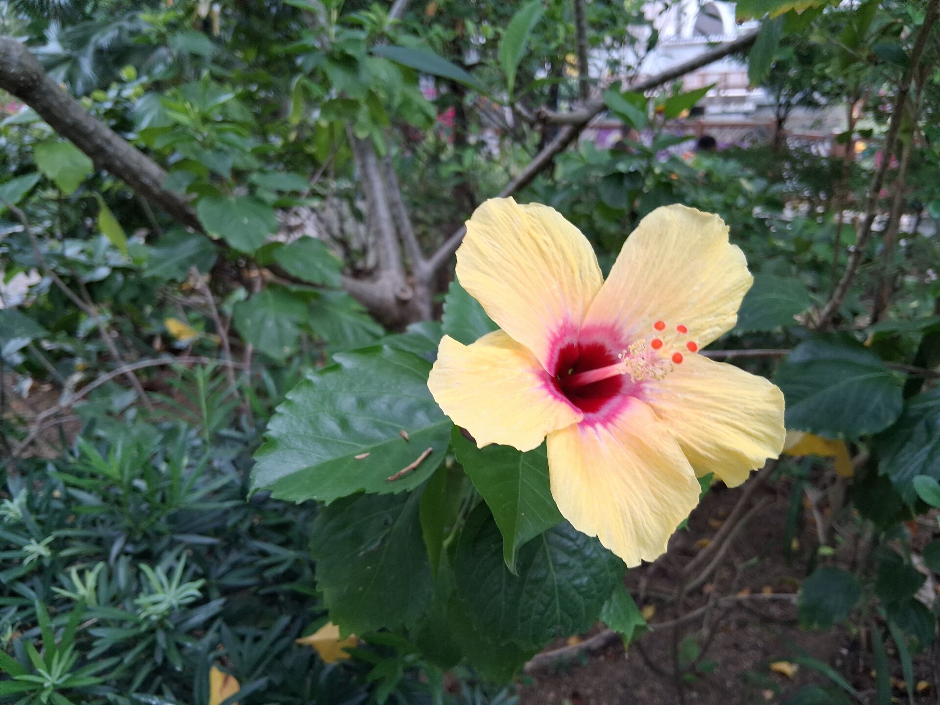 https://www.fa.gov.hk/朱槿(扶桑、大紅花)