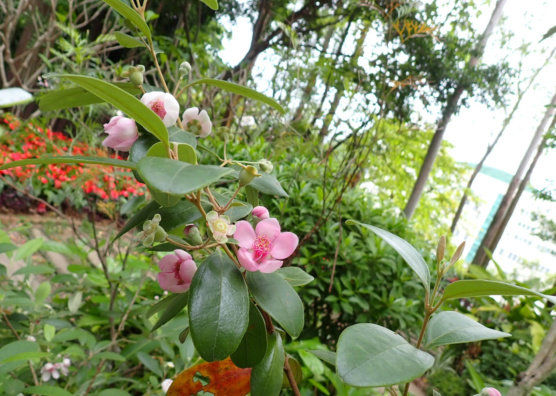 https://www.fa.gov.hk/桃金娘(崗棯、山棯)