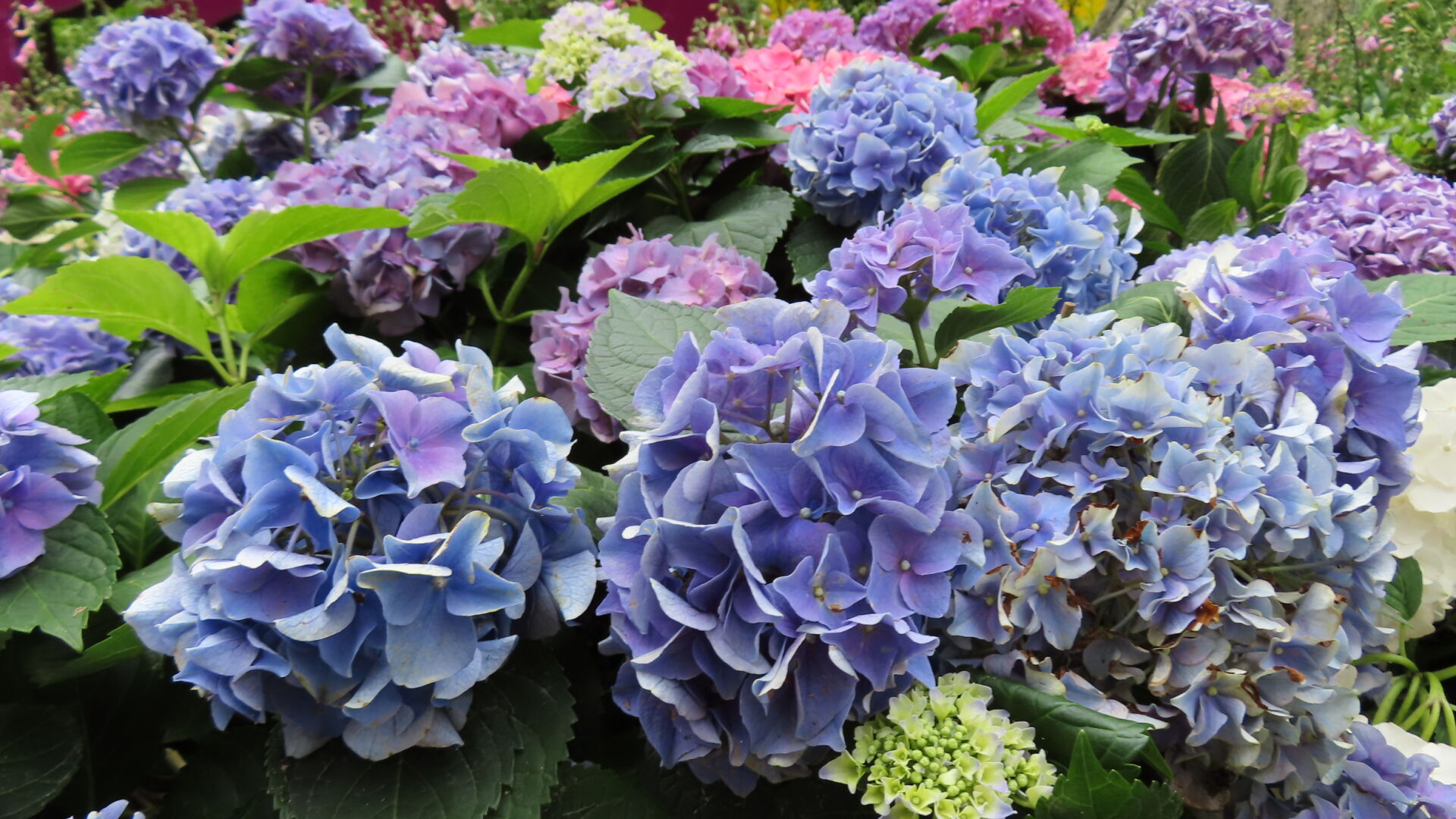 https://www.fa.gov.hk/繡球花