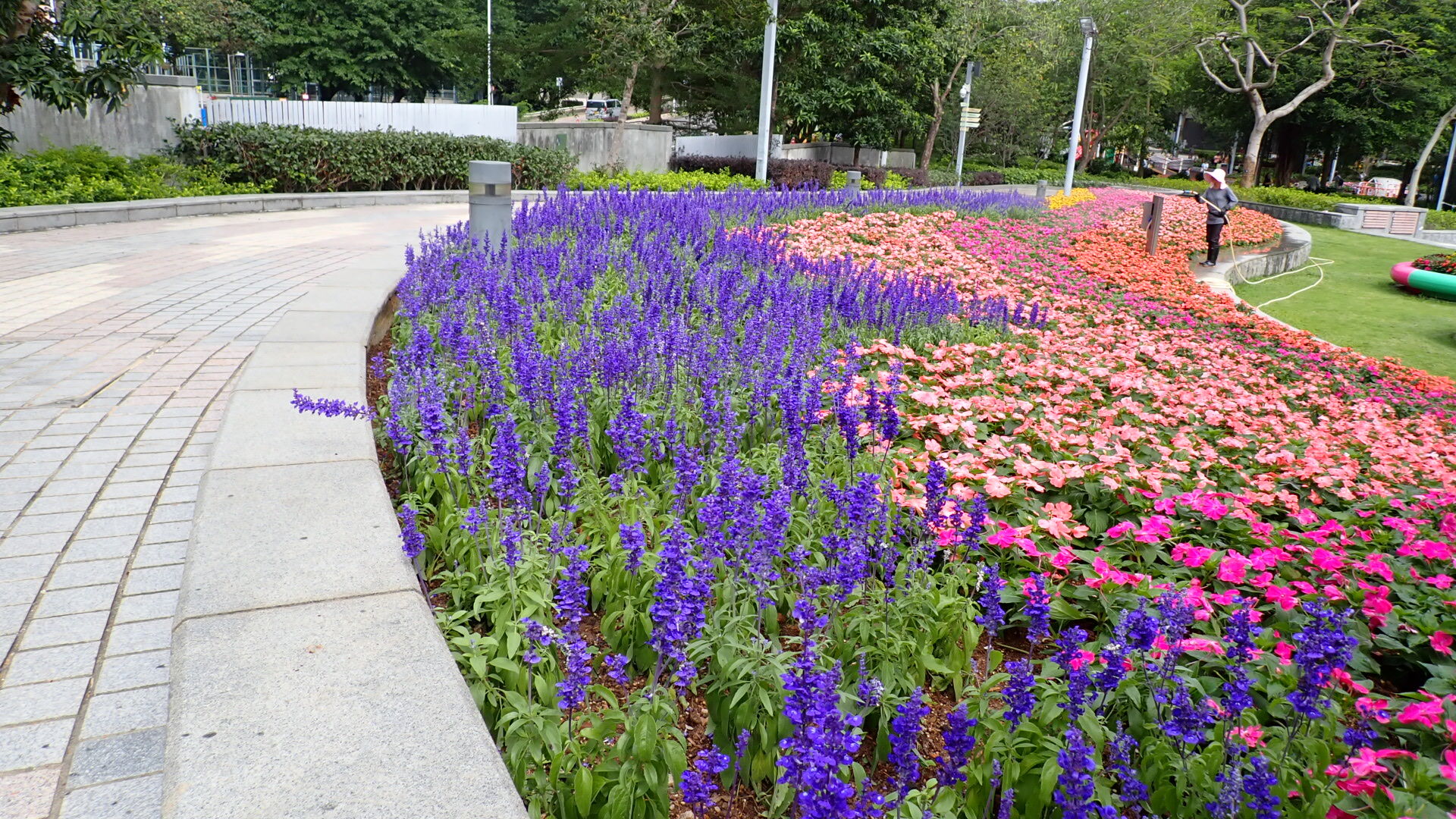 https://www.fa.gov.hk/鼠尾草、鳳仙花