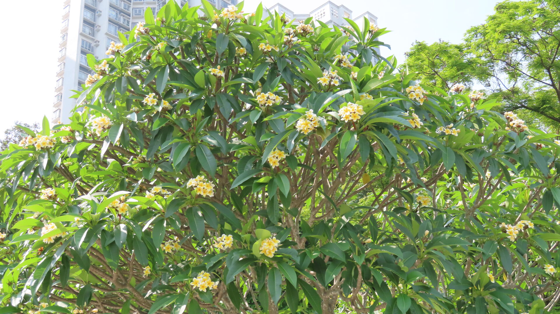 https://www.fa.gov.hk/雞蛋花