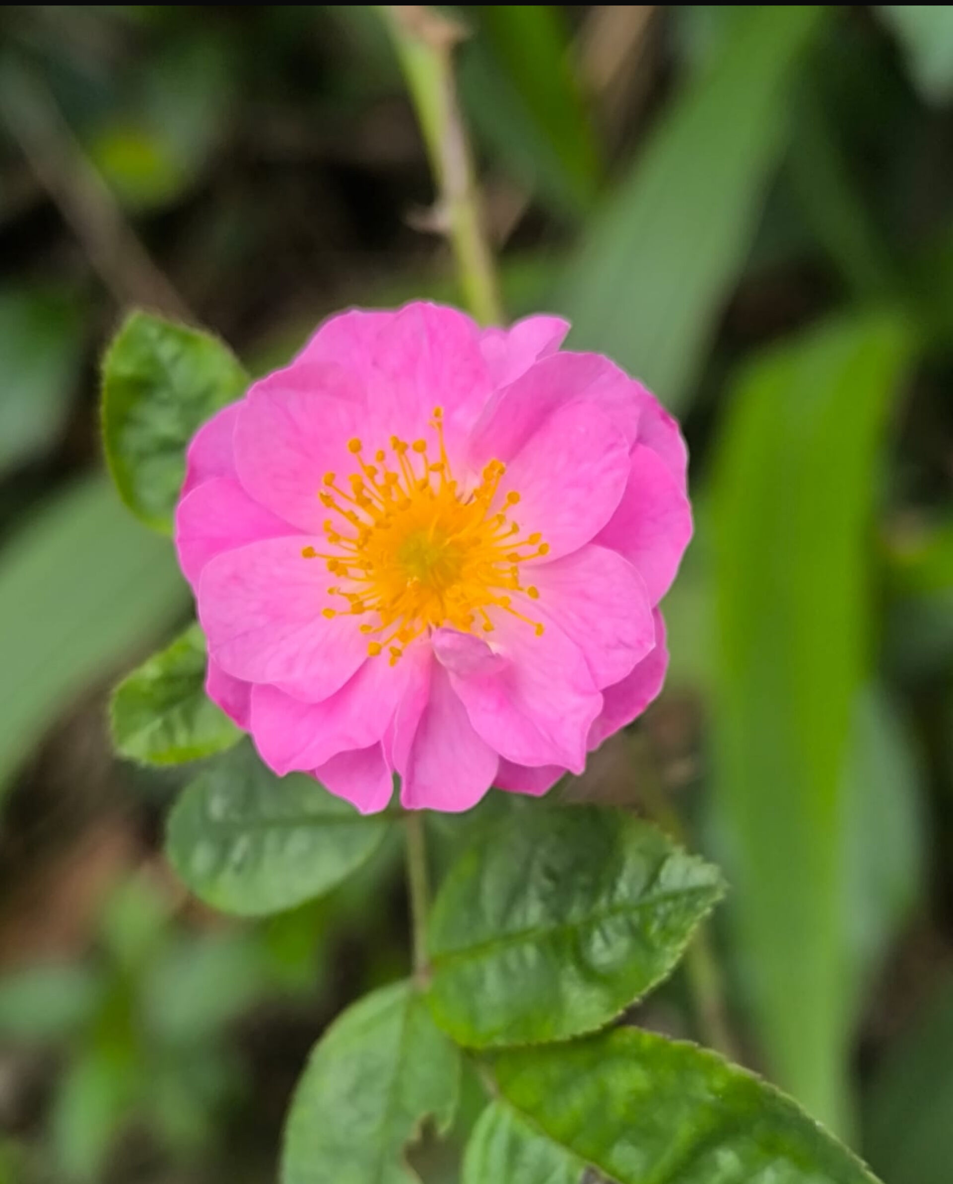 https://www.fa.gov.hk/野薔薇
