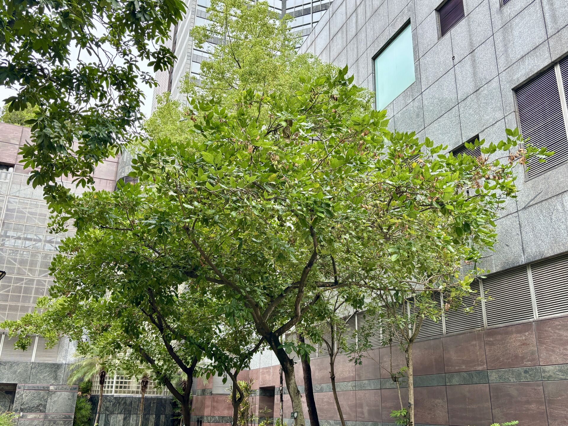 https://www.fa.gov.hk/水黃皮