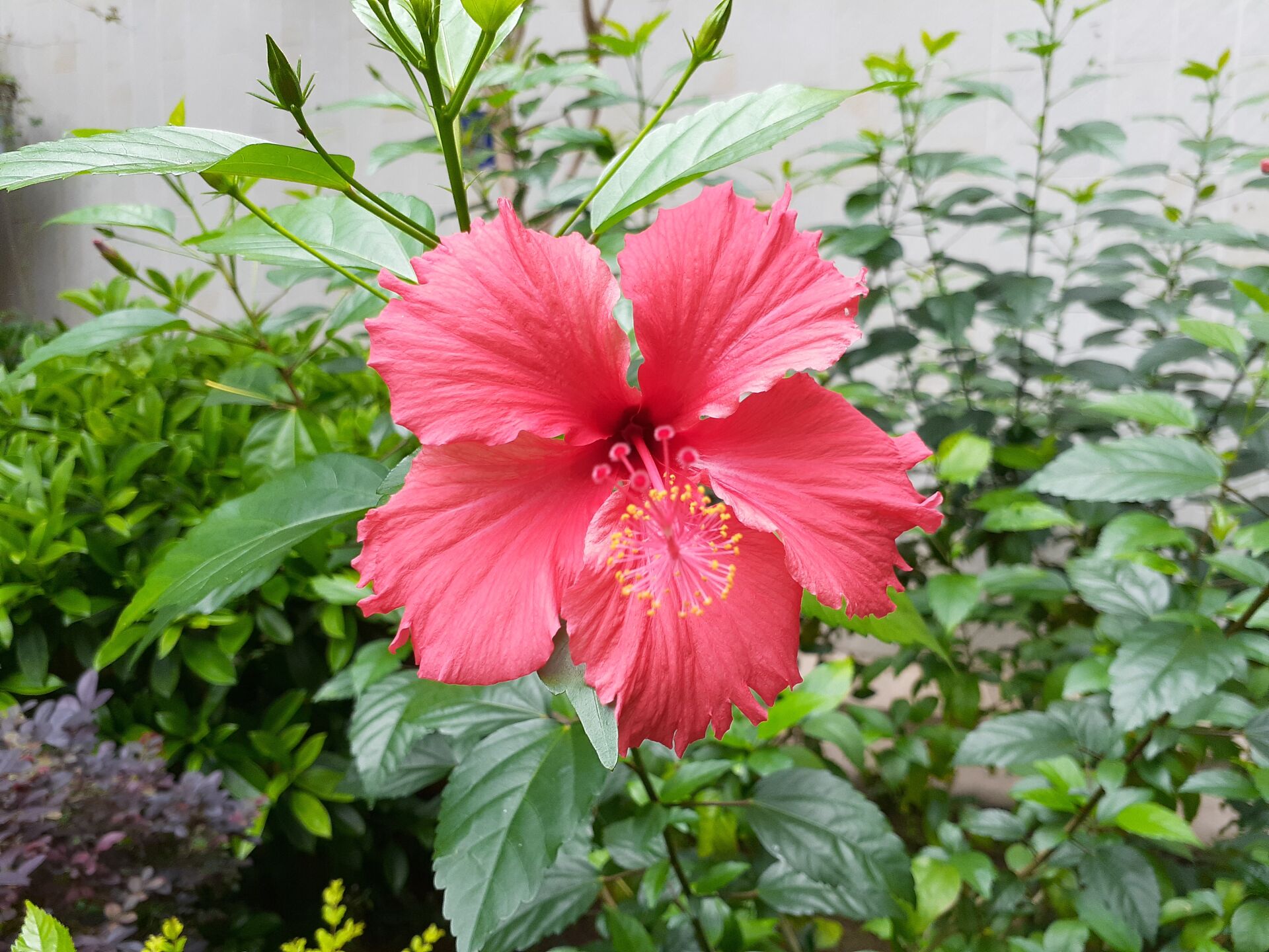 https://www.fa.gov.hk/朱槿(扶桑、大紅花)
