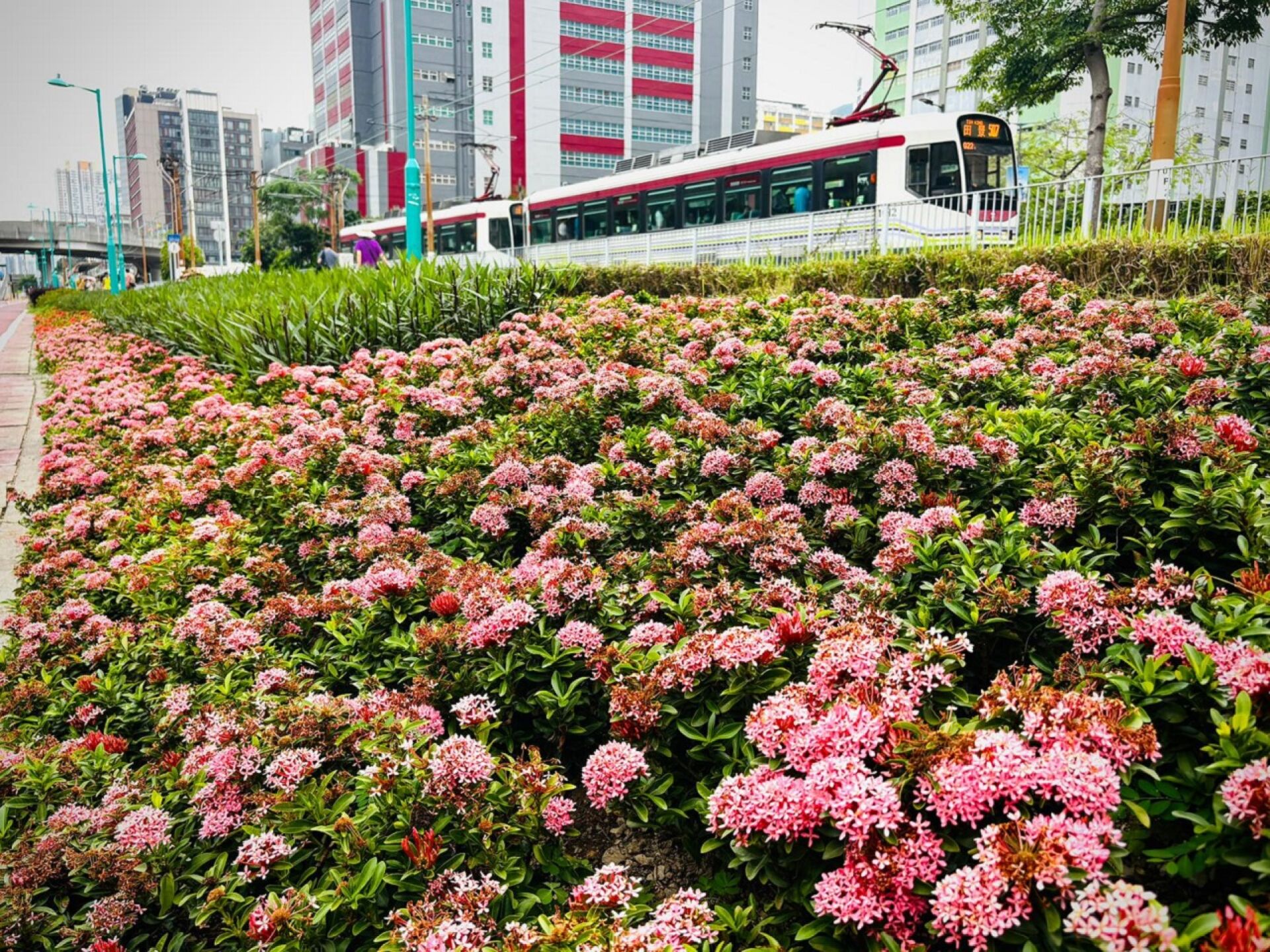 https://www.fa.gov.hk/龍船花