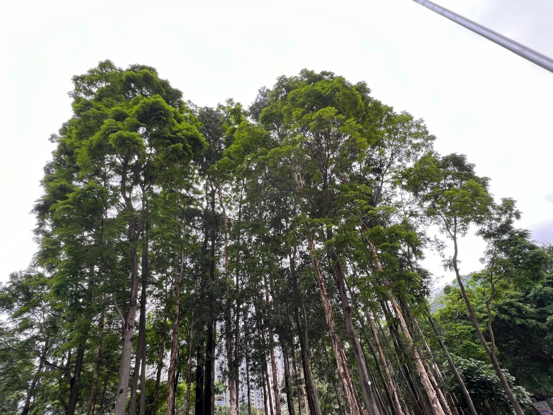 https://www.fa.gov.hk/銀珠