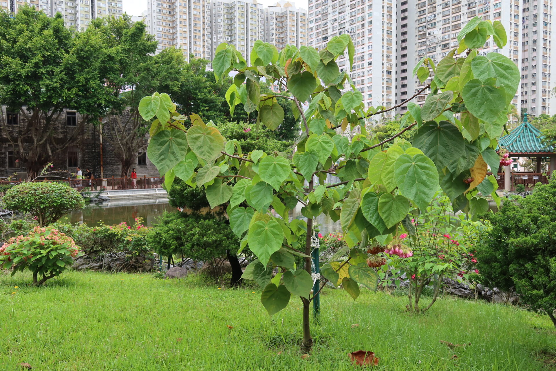 https://www.fa.gov.hk/吊芙蓉