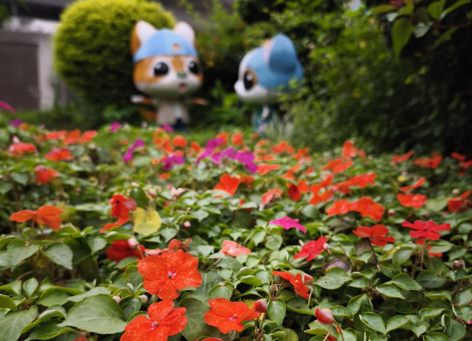 https://www.fa.gov.hk/鳳仙花