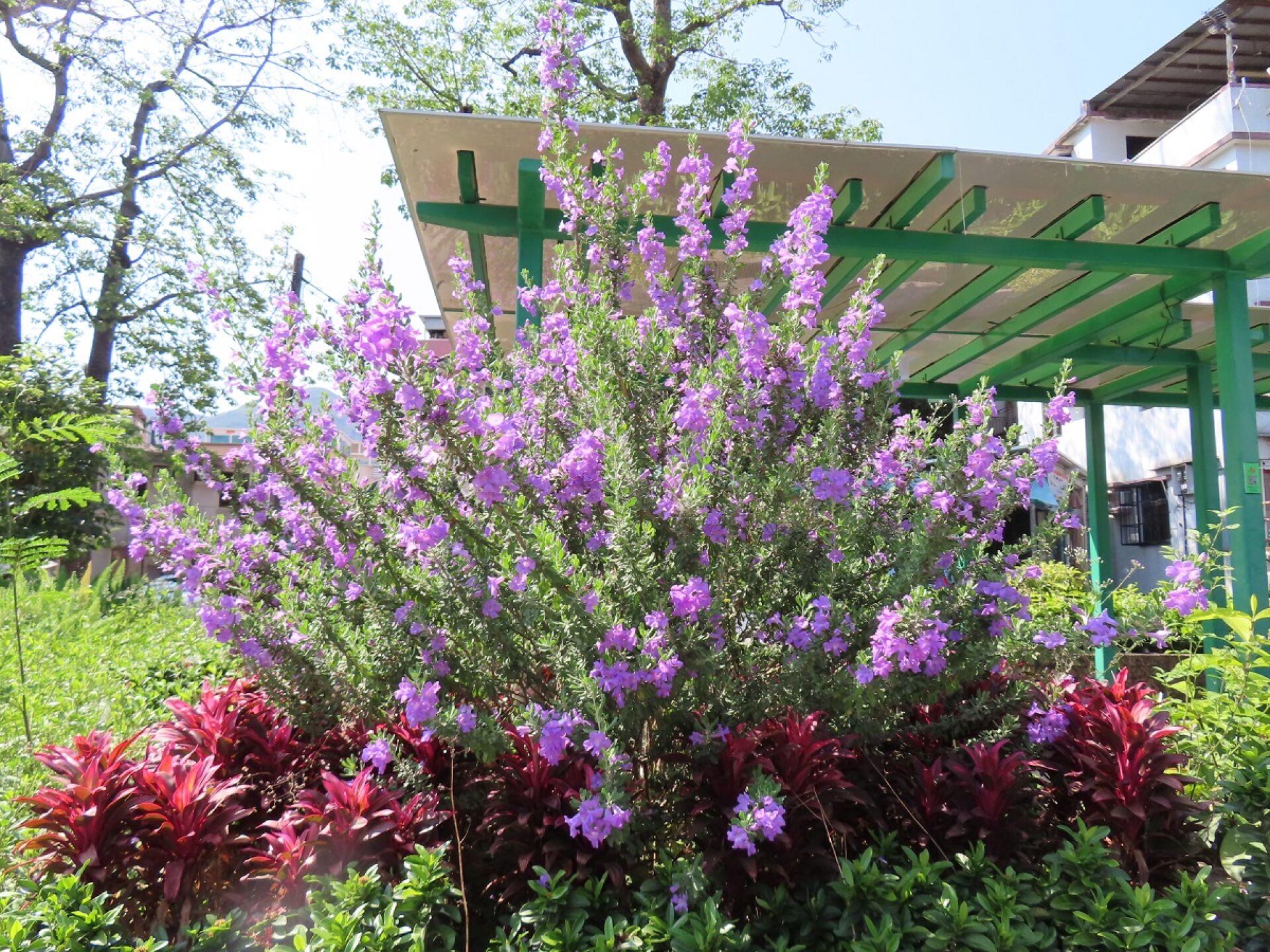 https://www.fa.gov.hk/紅花玉芙蓉