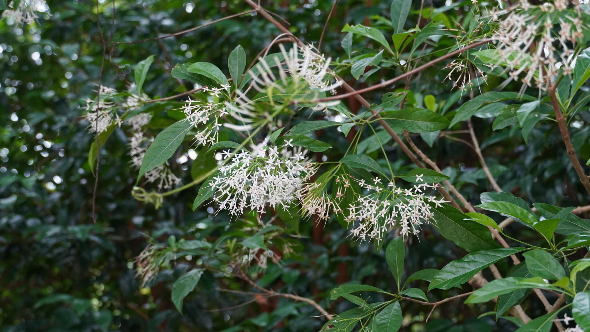 https://www.fa.gov.hk/香港大沙葉（茜木）