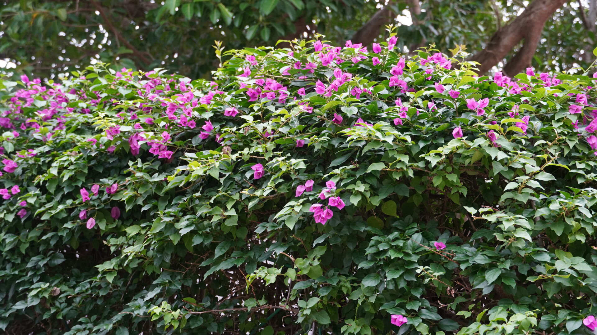 https://www.fa.gov.hk/葉子花(簕杜鵑)