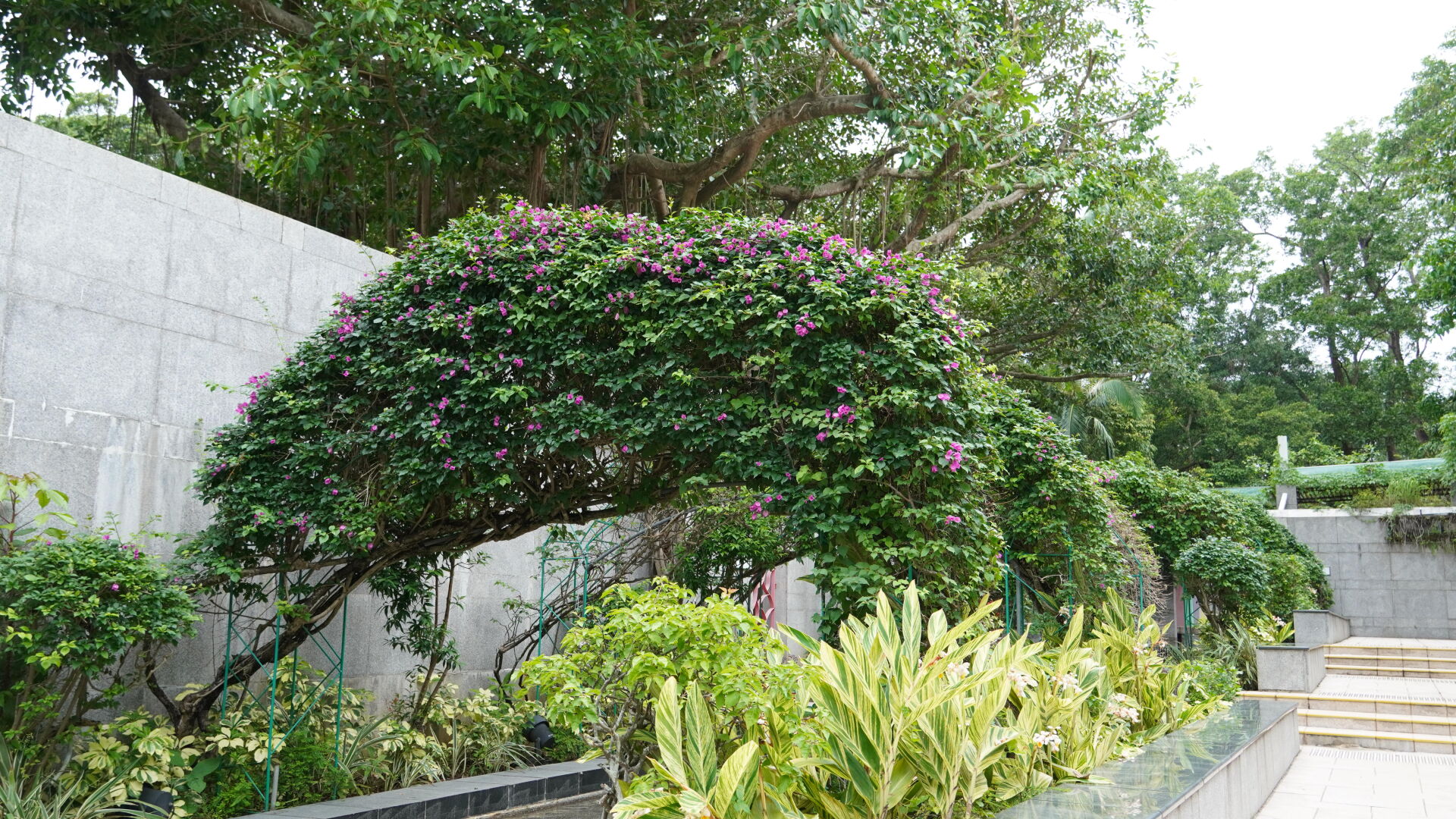 https://www.fa.gov.hk/葉子花(簕杜鵑)