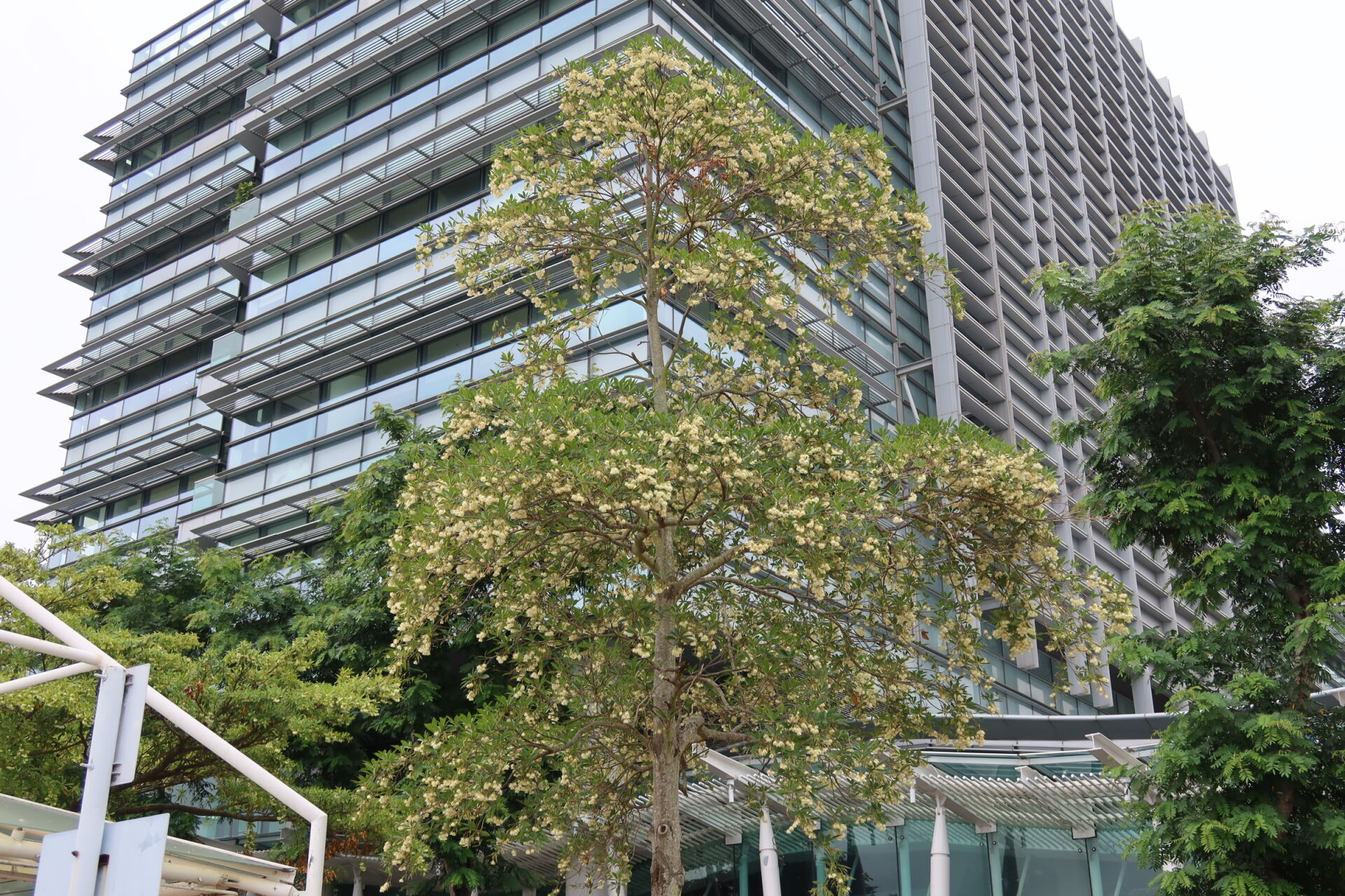 https://www.fa.gov.hk/水石榕