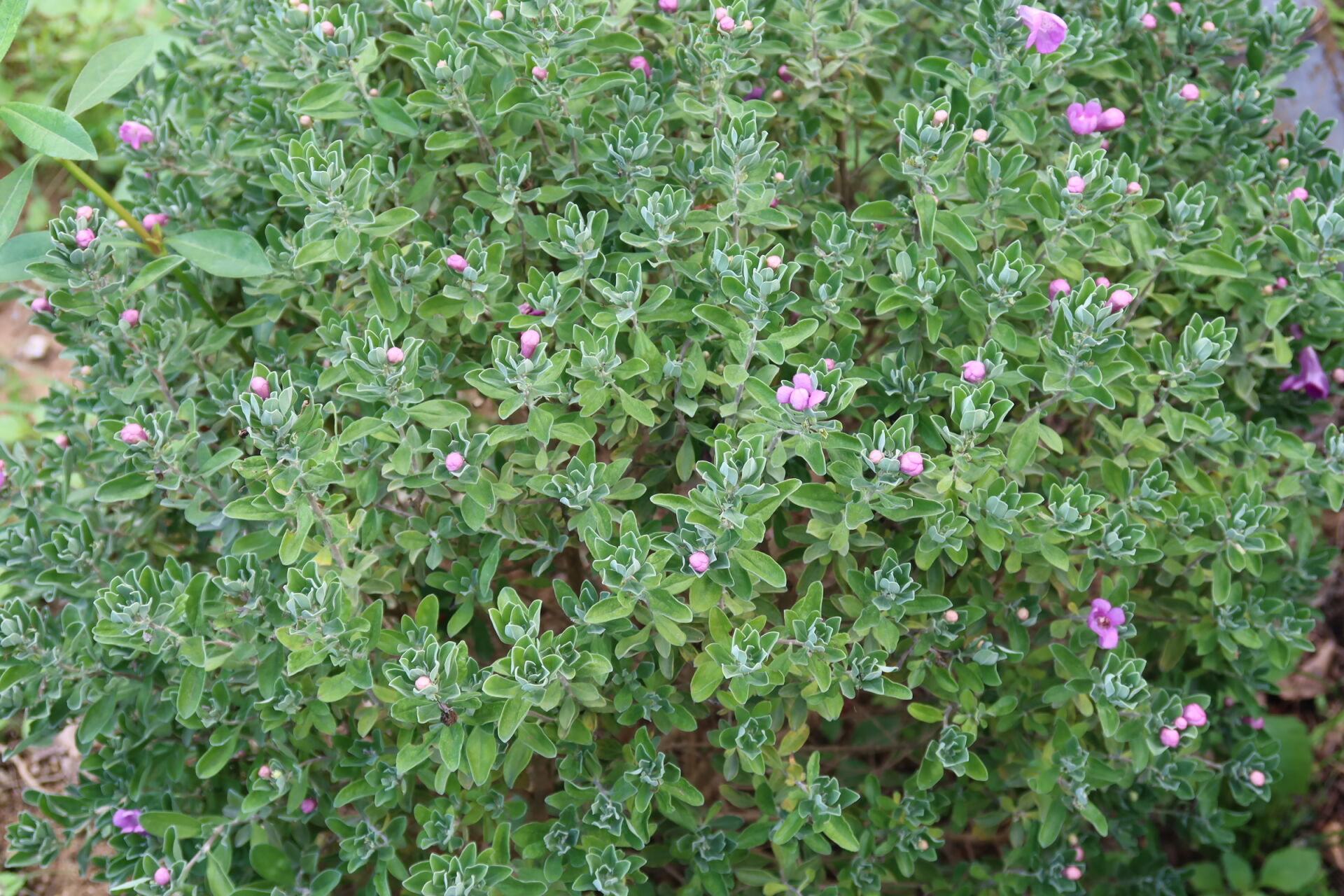 https://www.fa.gov.hk/紅花玉芙蓉